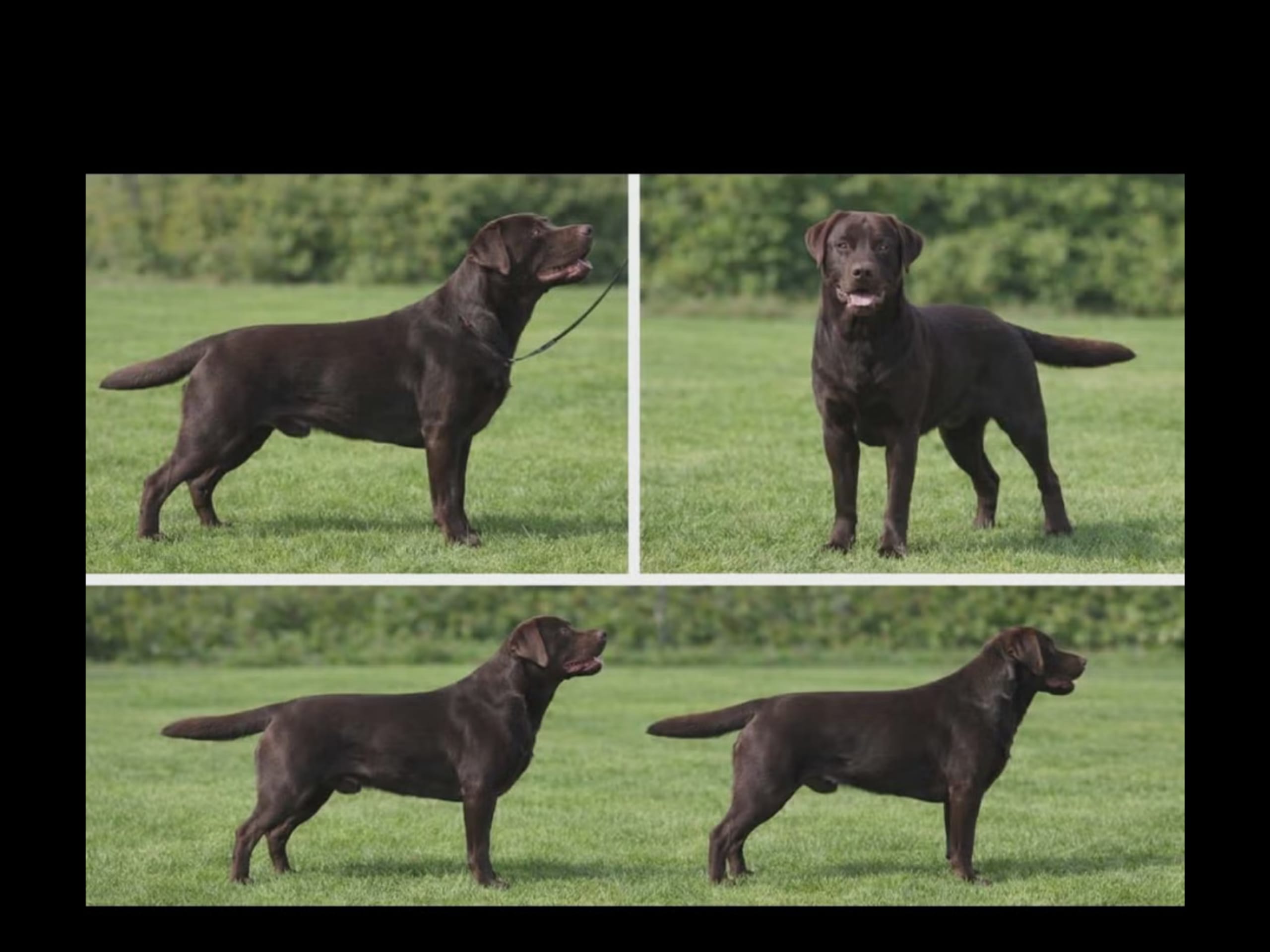 Labrador Retriever · Mariestad · Värmdö kennel