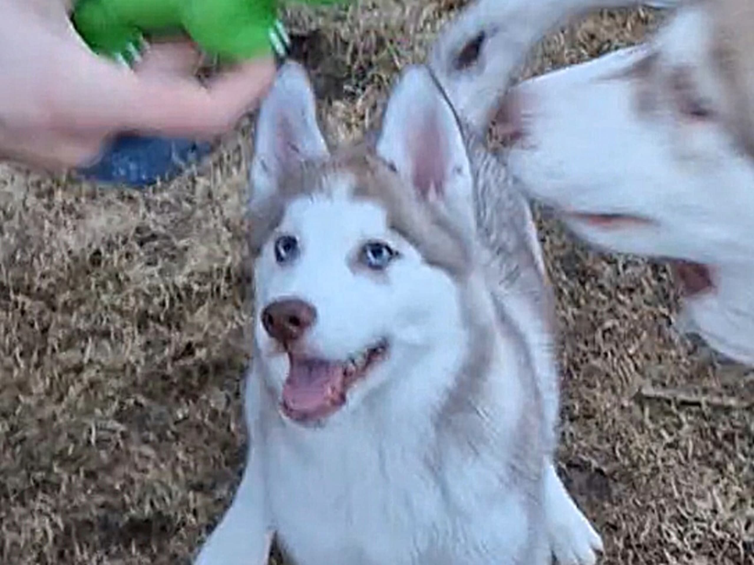 Siberian husky