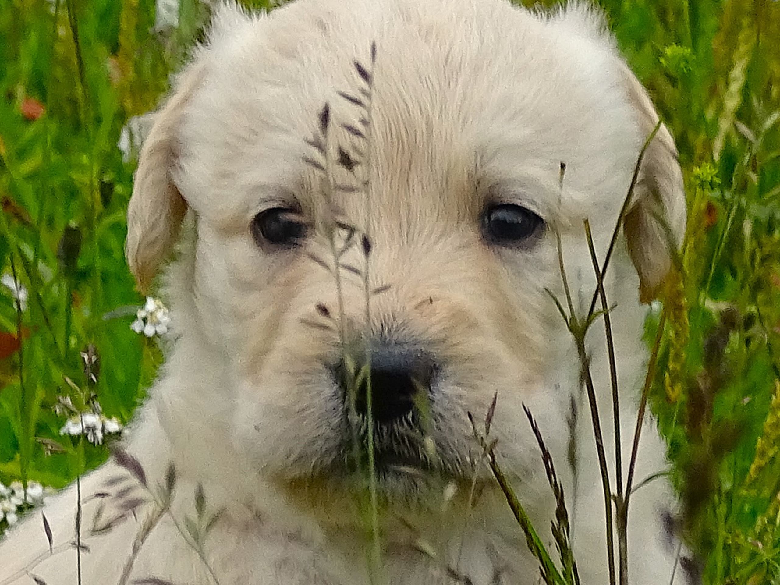 Labradoodle · överkalix · Humlehjarta