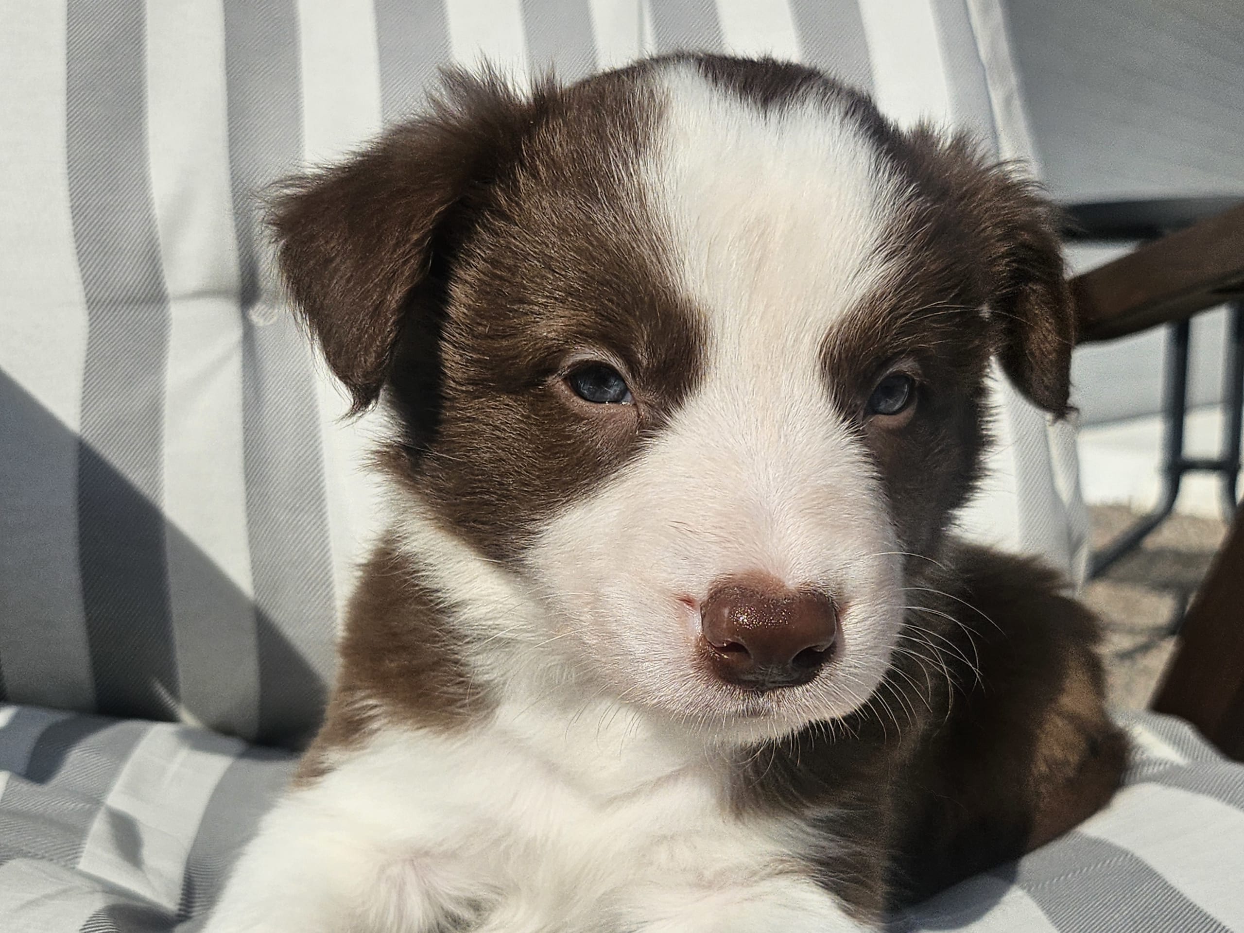 Border collie