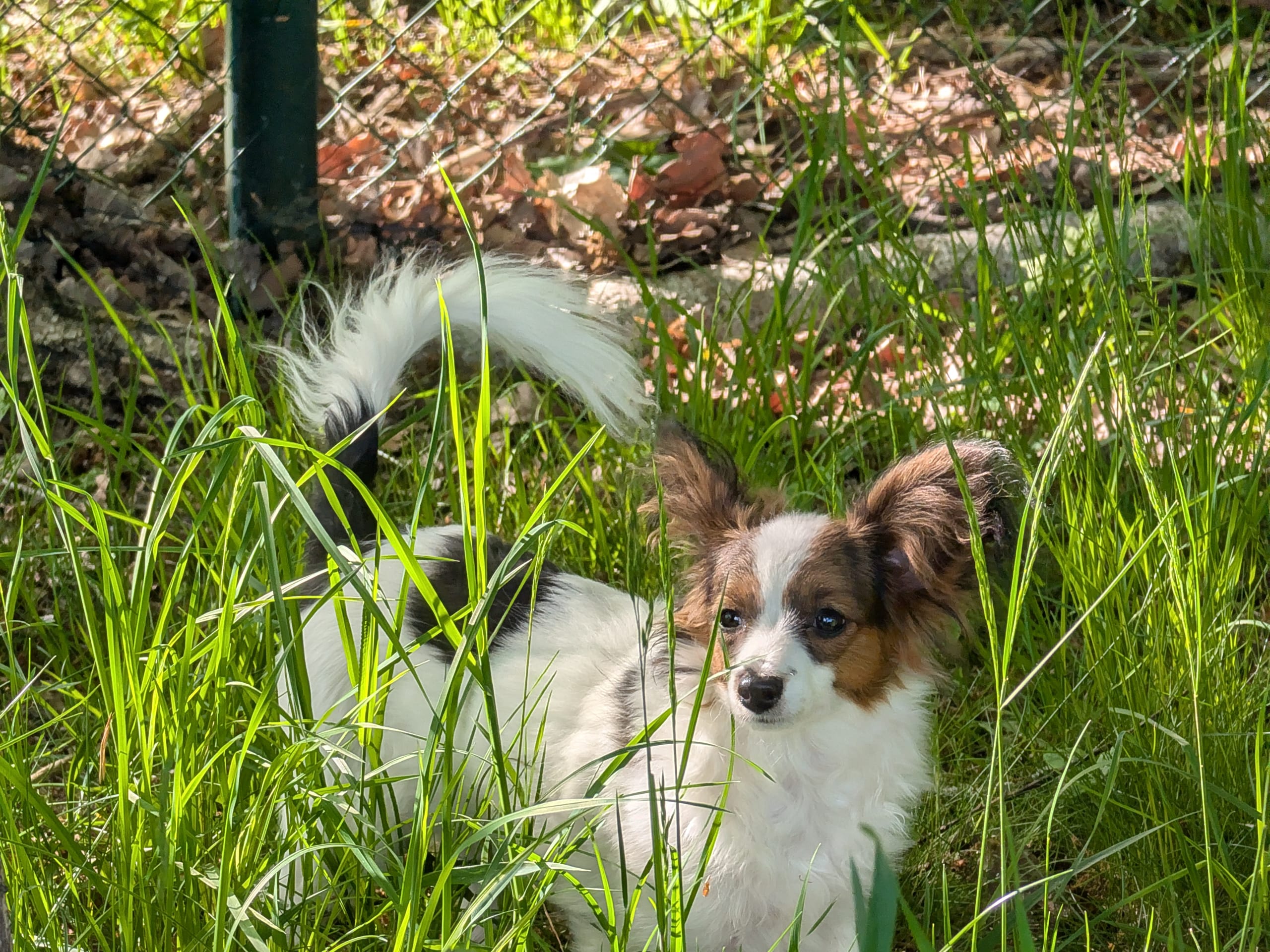 Papillon-pudel · Hälleforsnäs · Lena A.