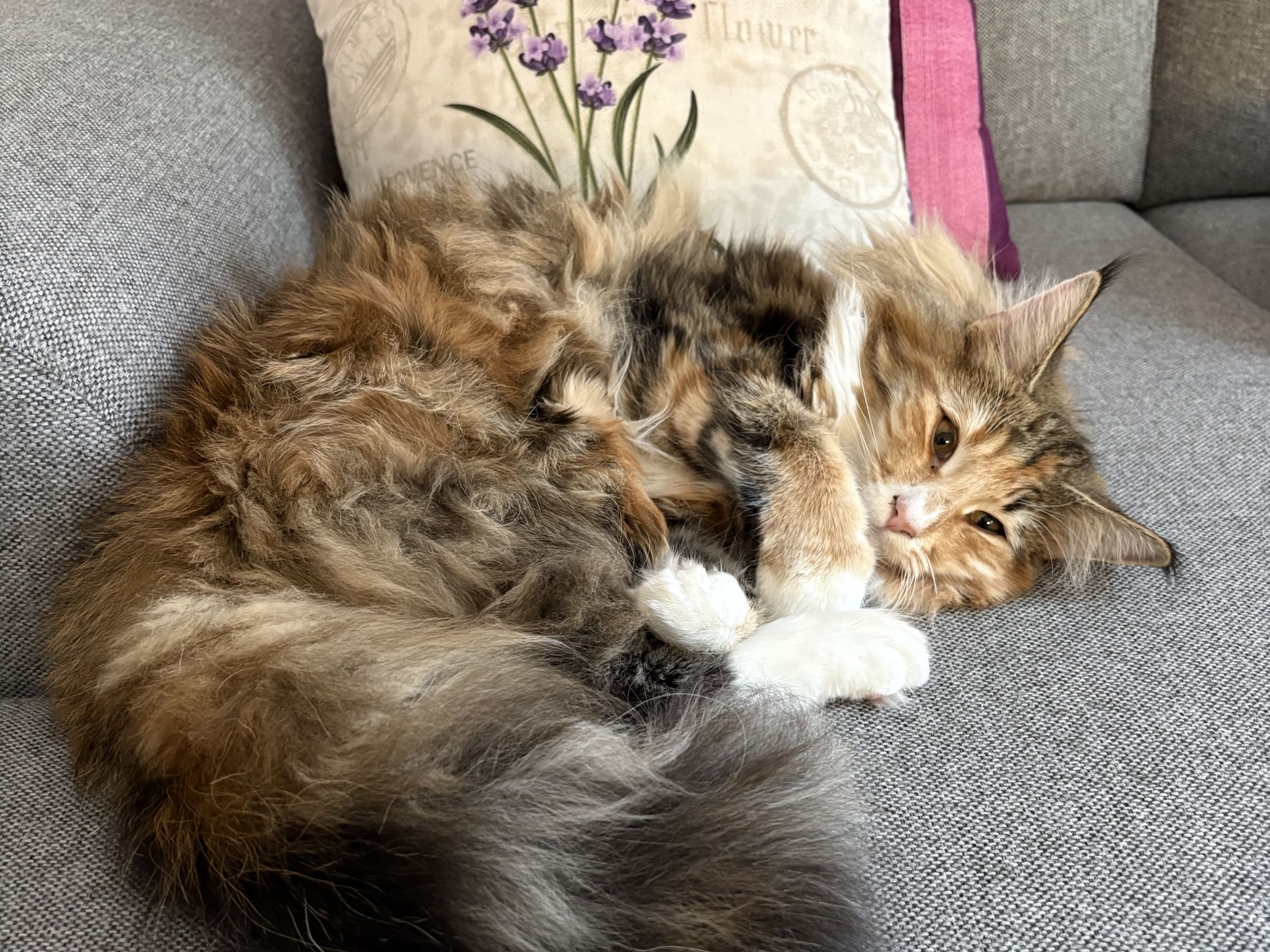 Norwegian Forest · Malmö · SE Glory Of Diamond’s
