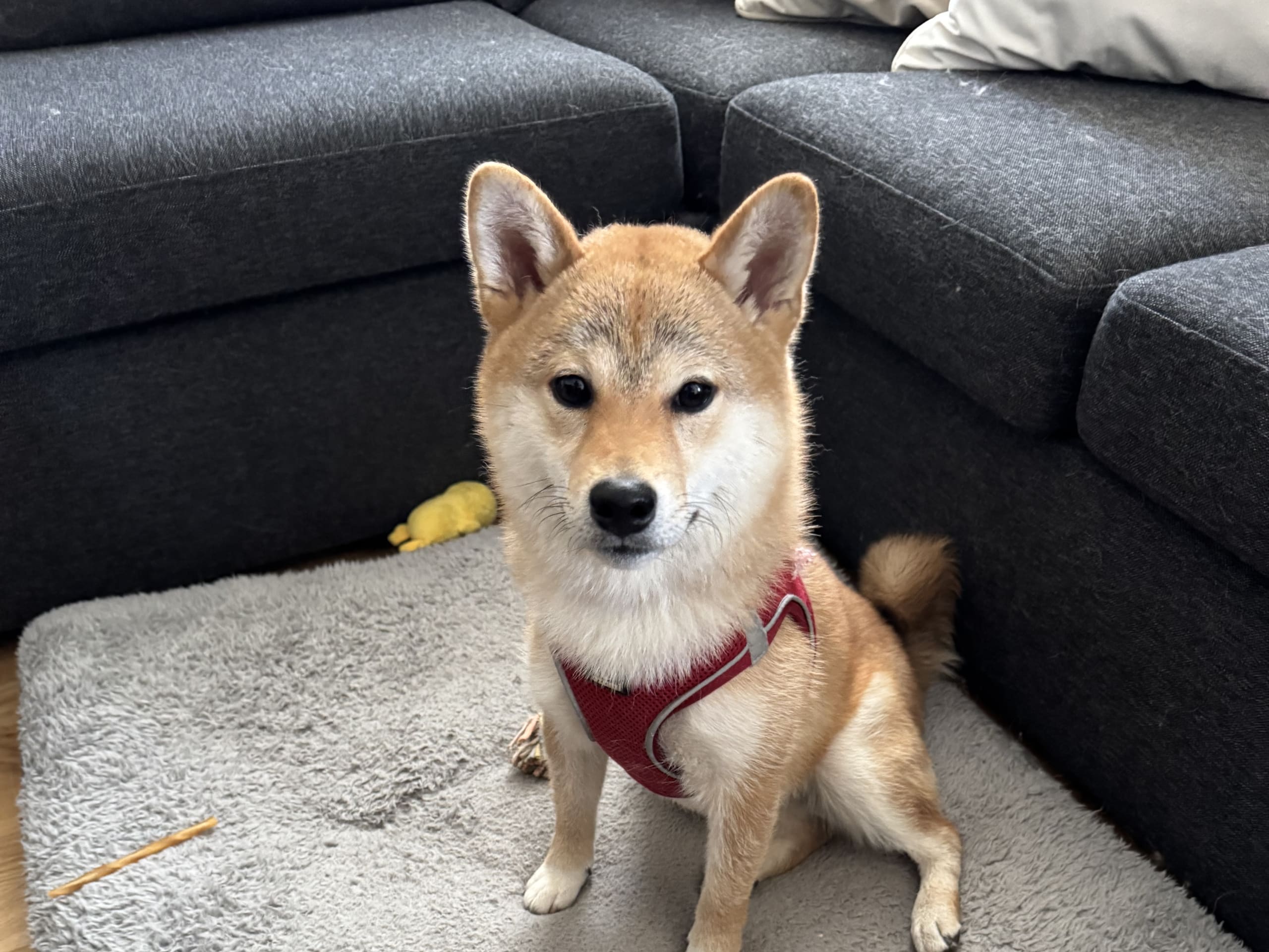 Shiba