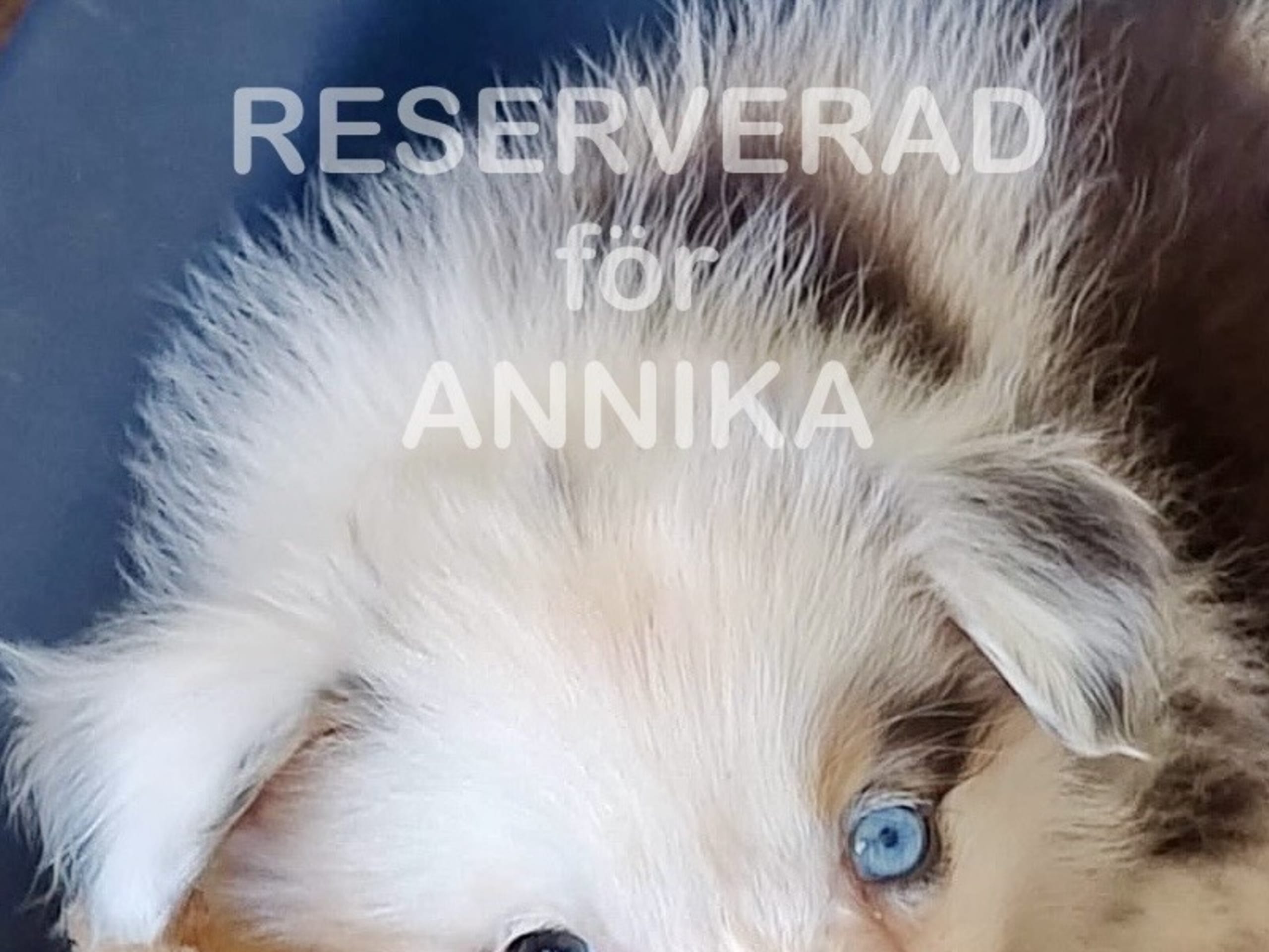 Miniature american shepherd