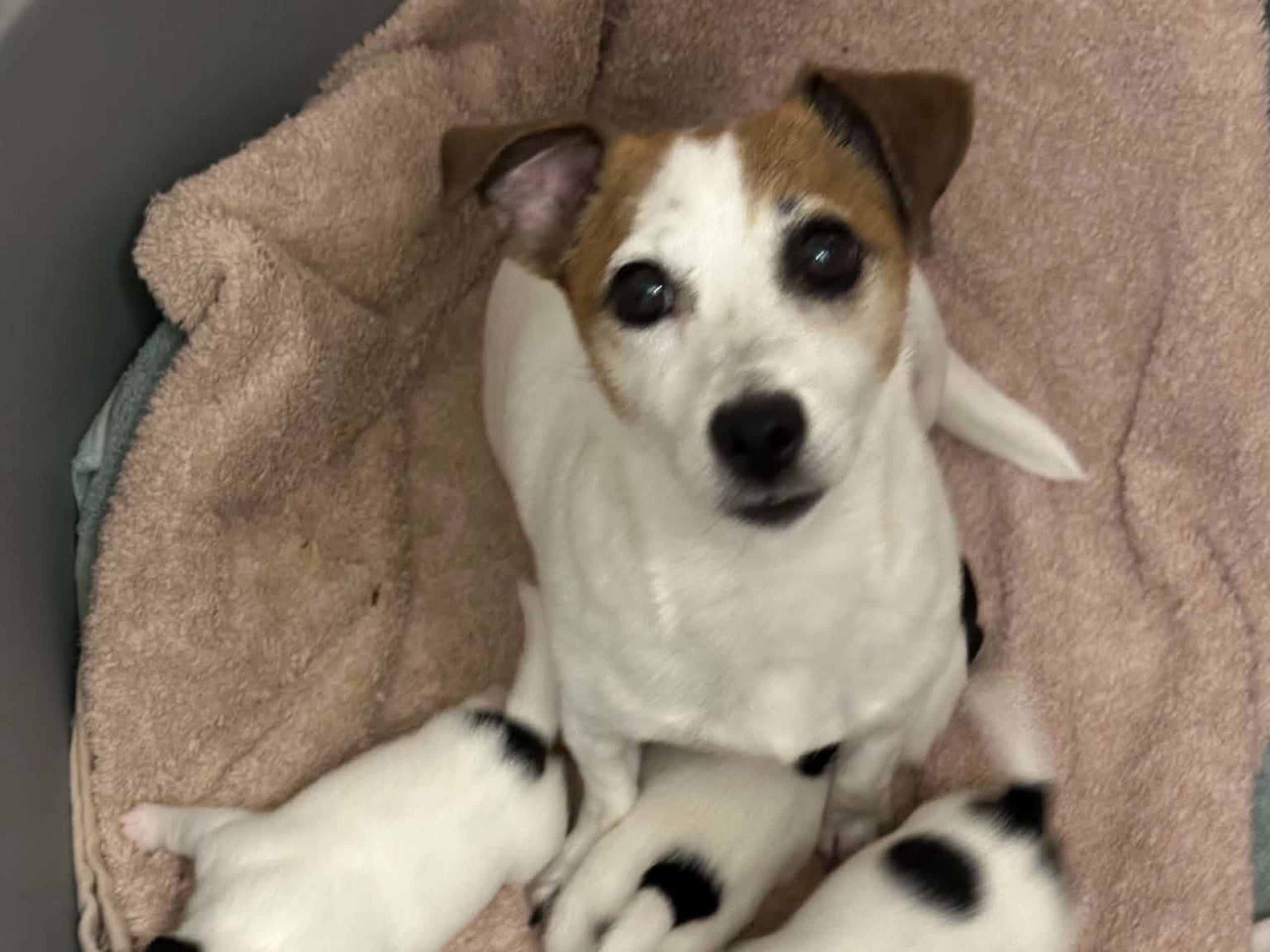 Jack Russell Terrier · Knivsta · LIMELIGHT Kennels
