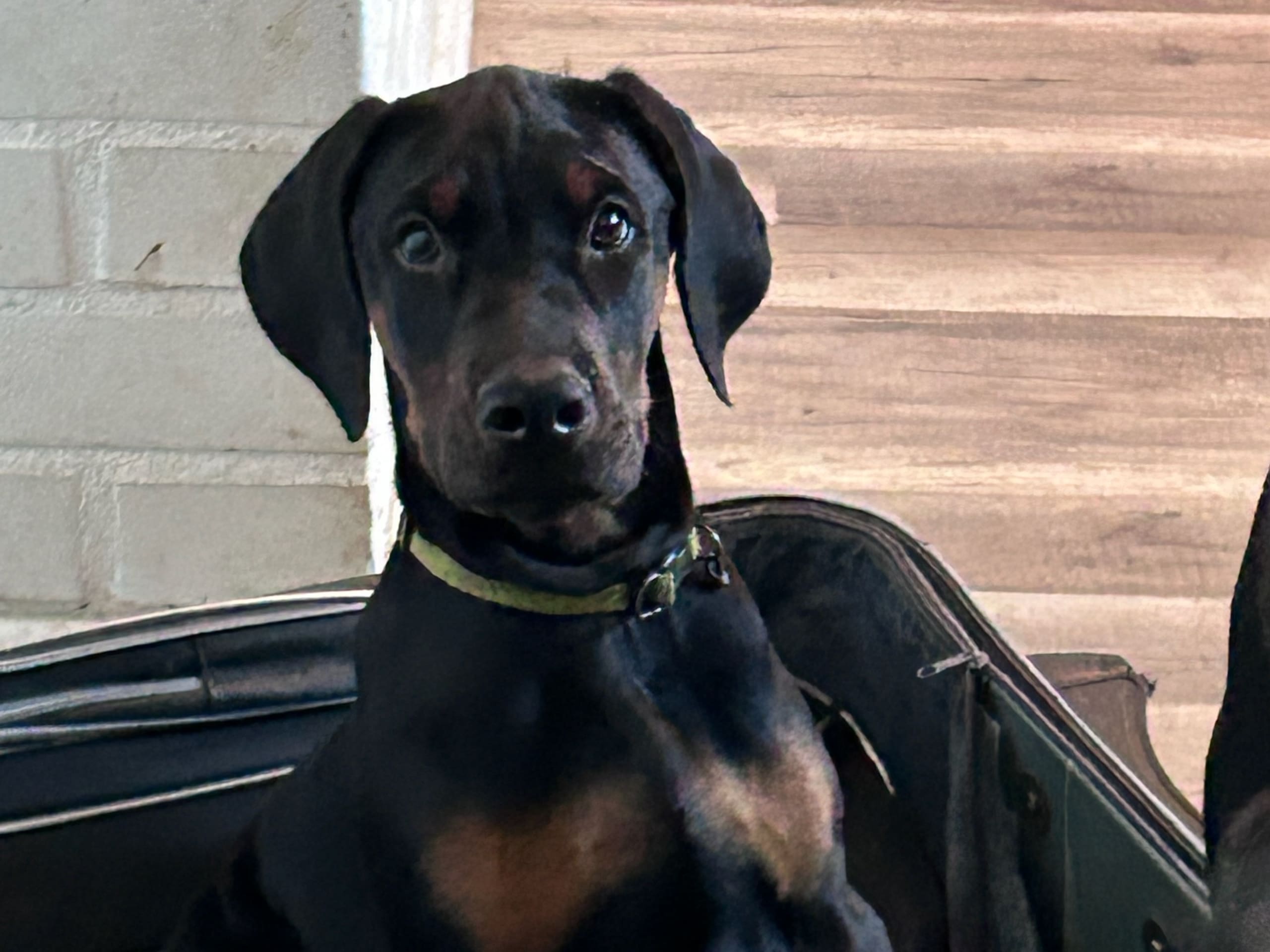 Dobermann