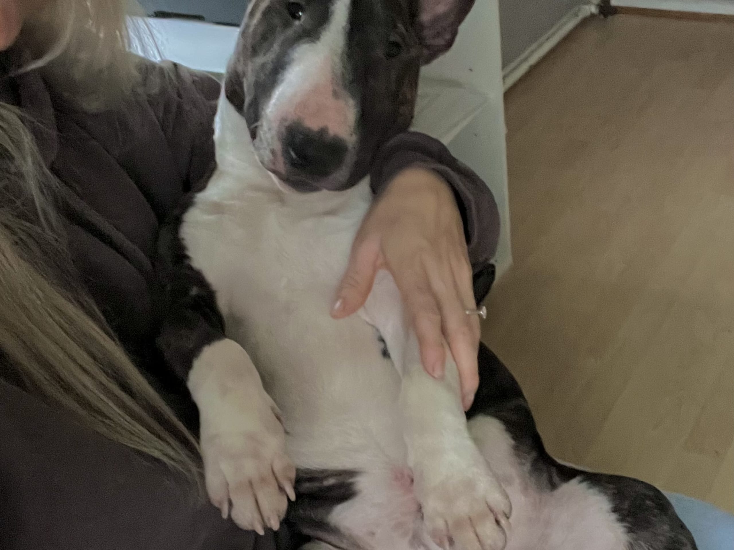 Miniatyrbullterrier