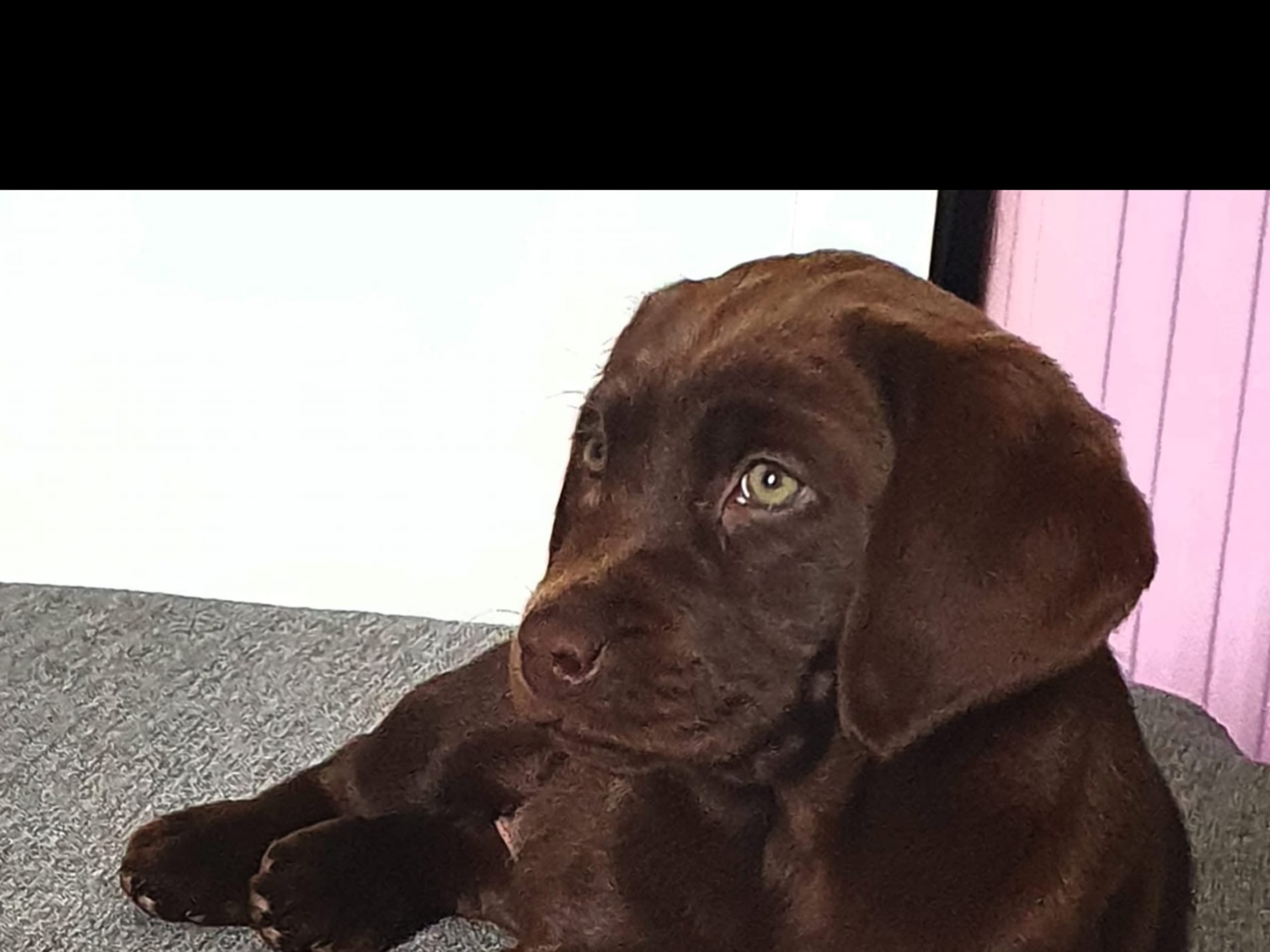 Labrador retriever · Mariestad · Värmdö kennel