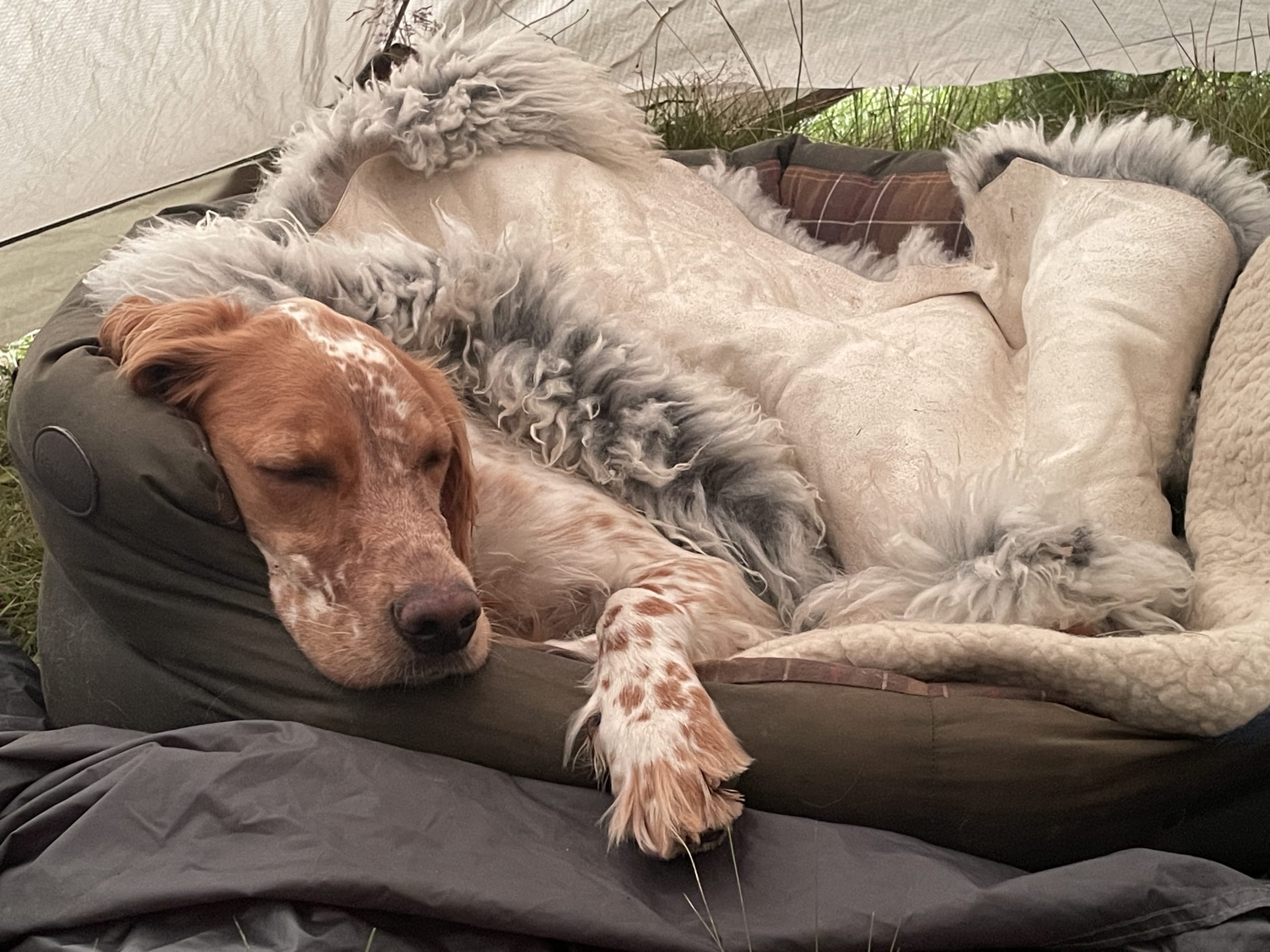 Engelsk setter