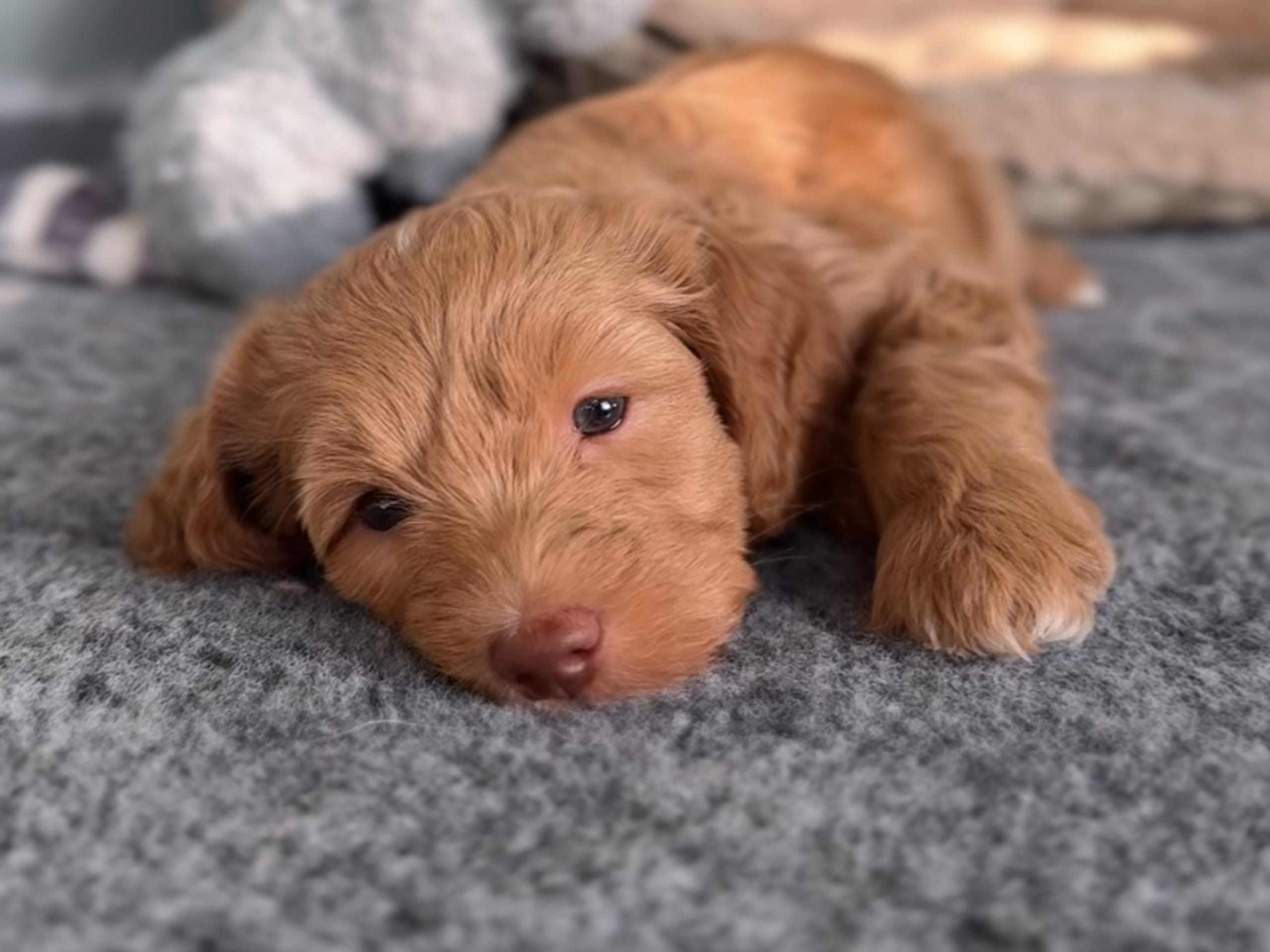 Labradoodle