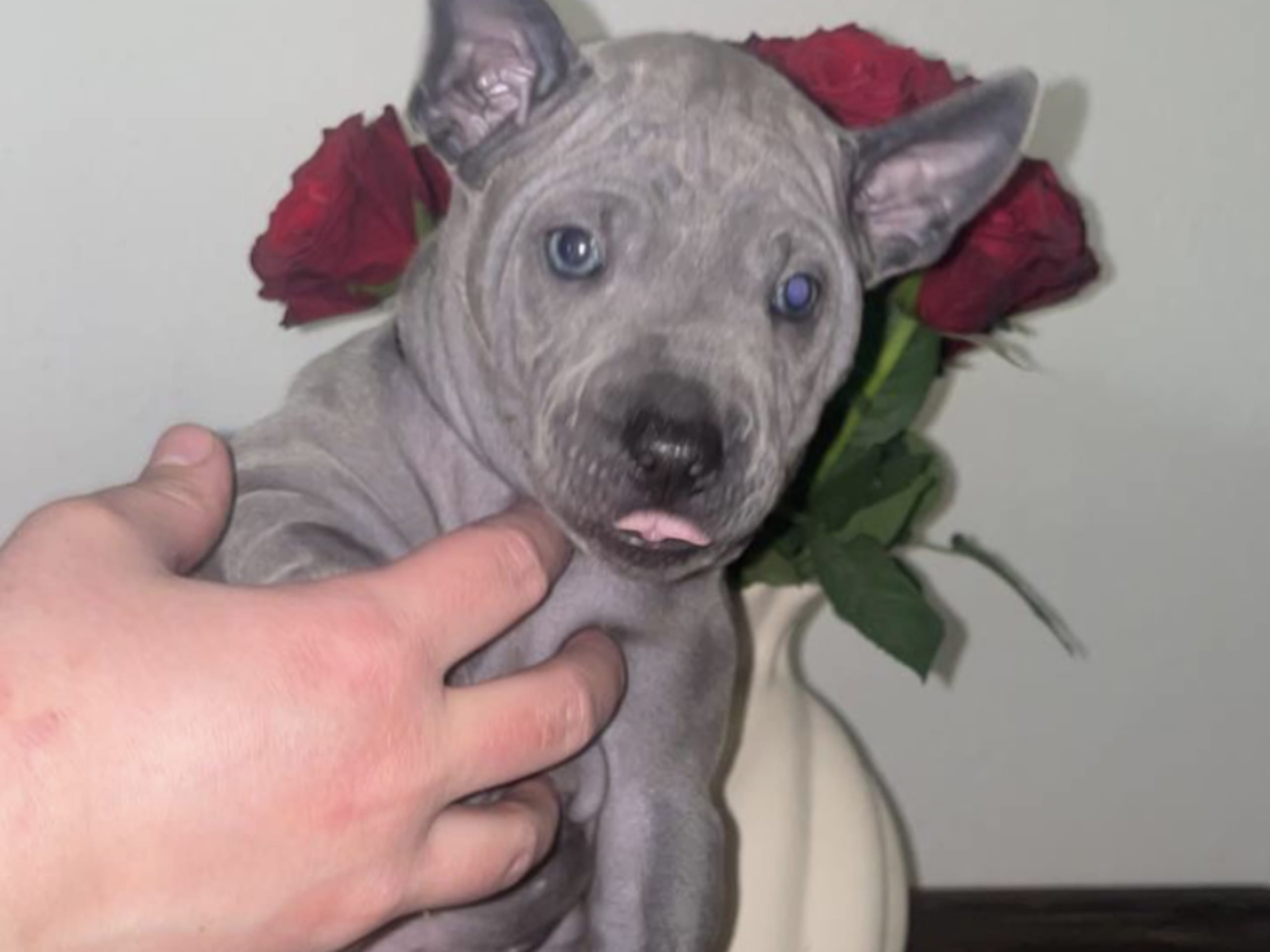 Thai ridgeback dog