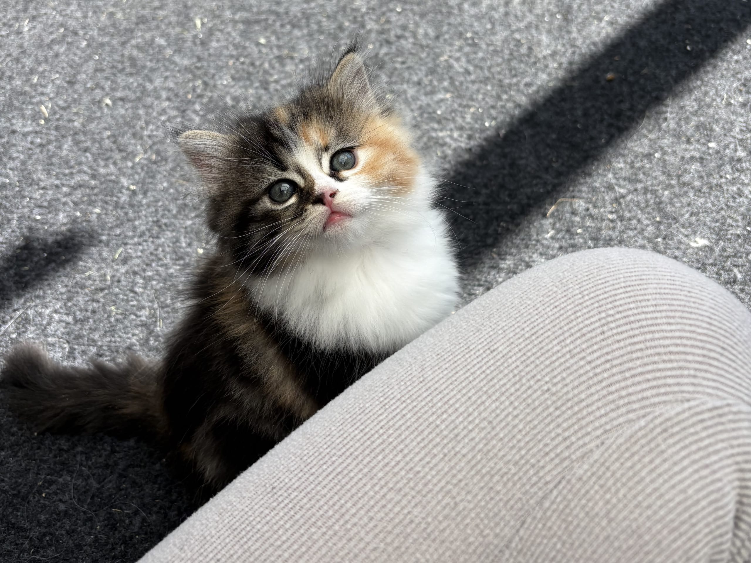 Ragdoll