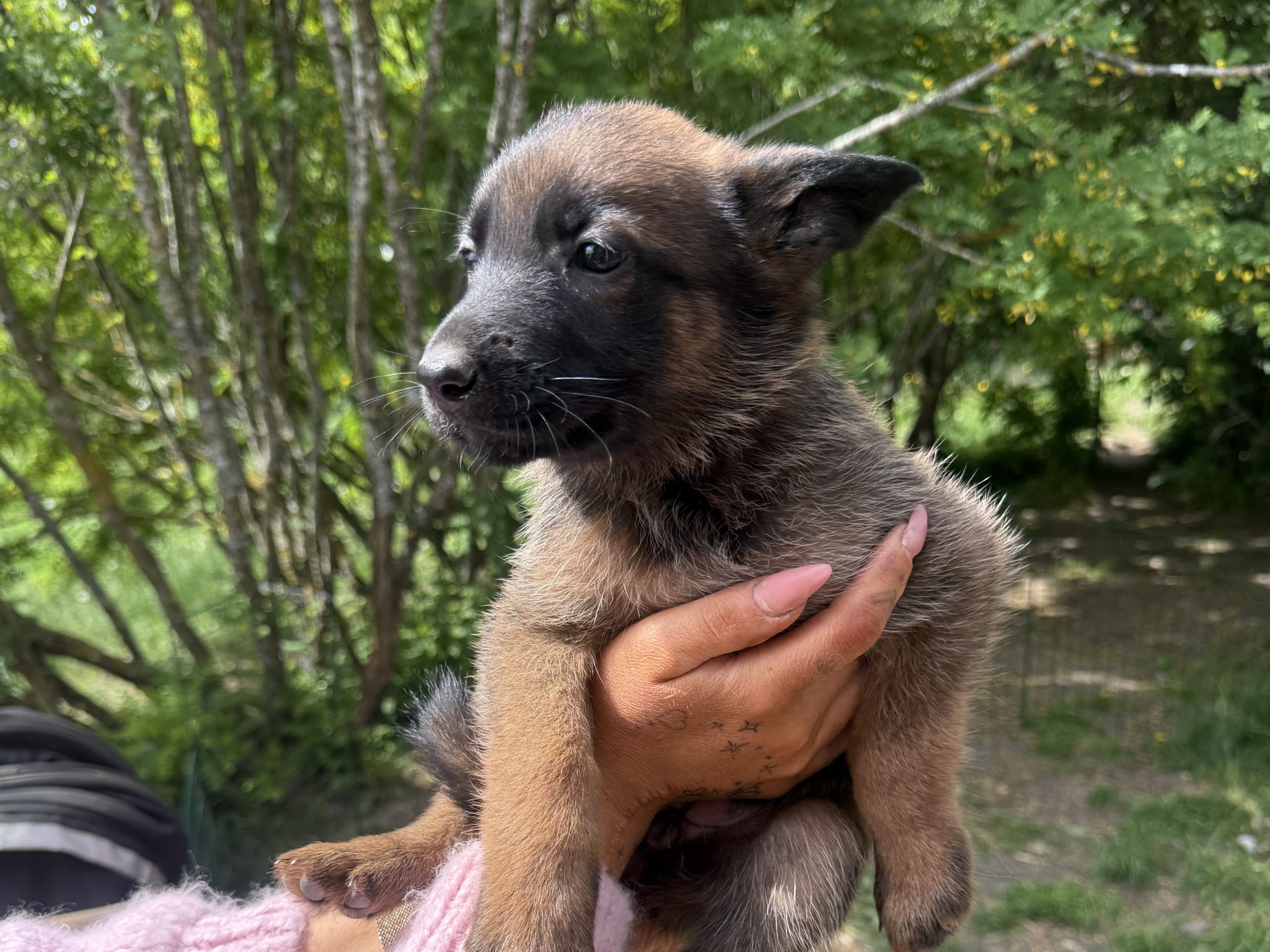 Belgisk fårehund, malinois