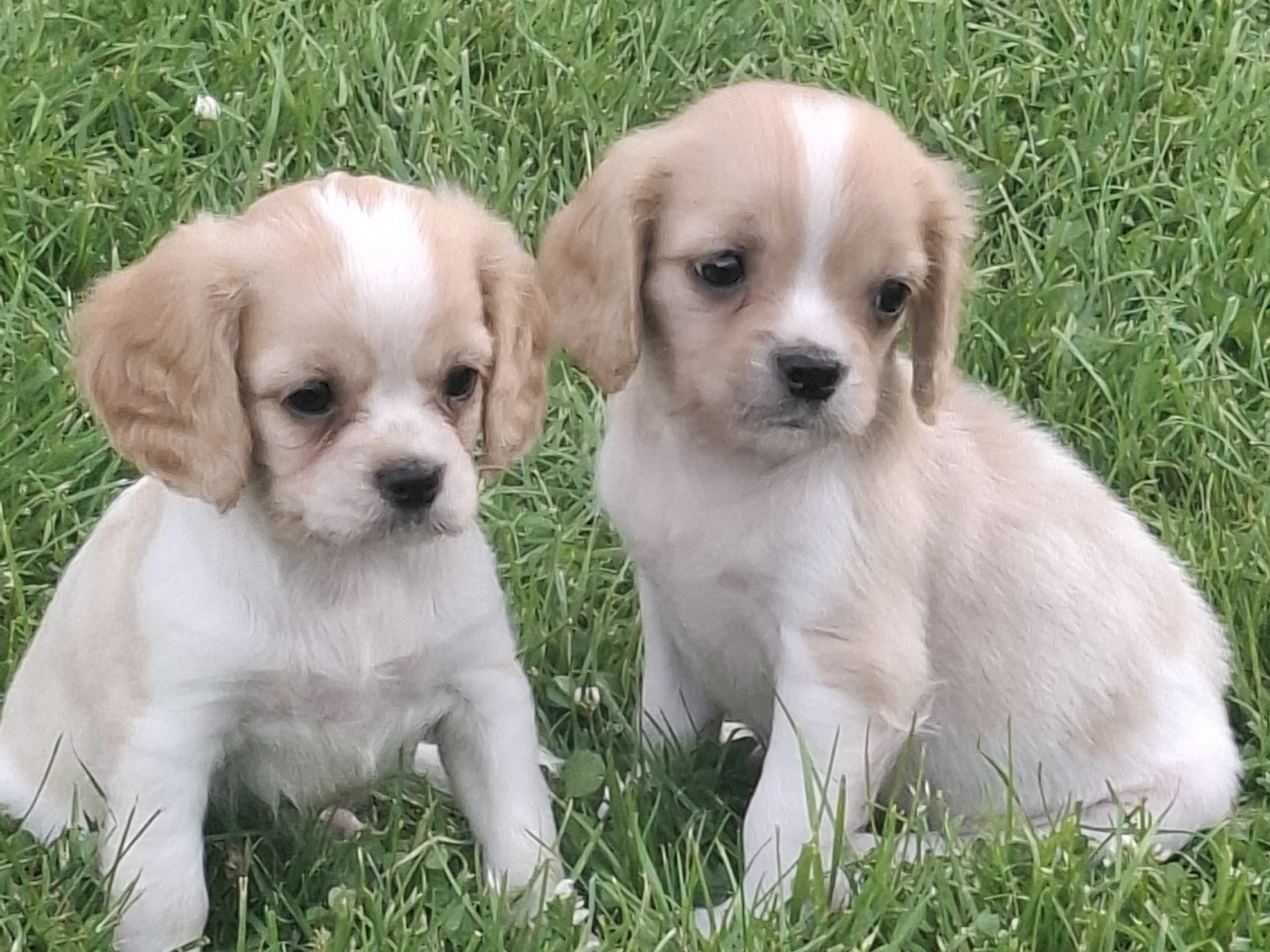 Cavapoo · Virsbo · Malin A.