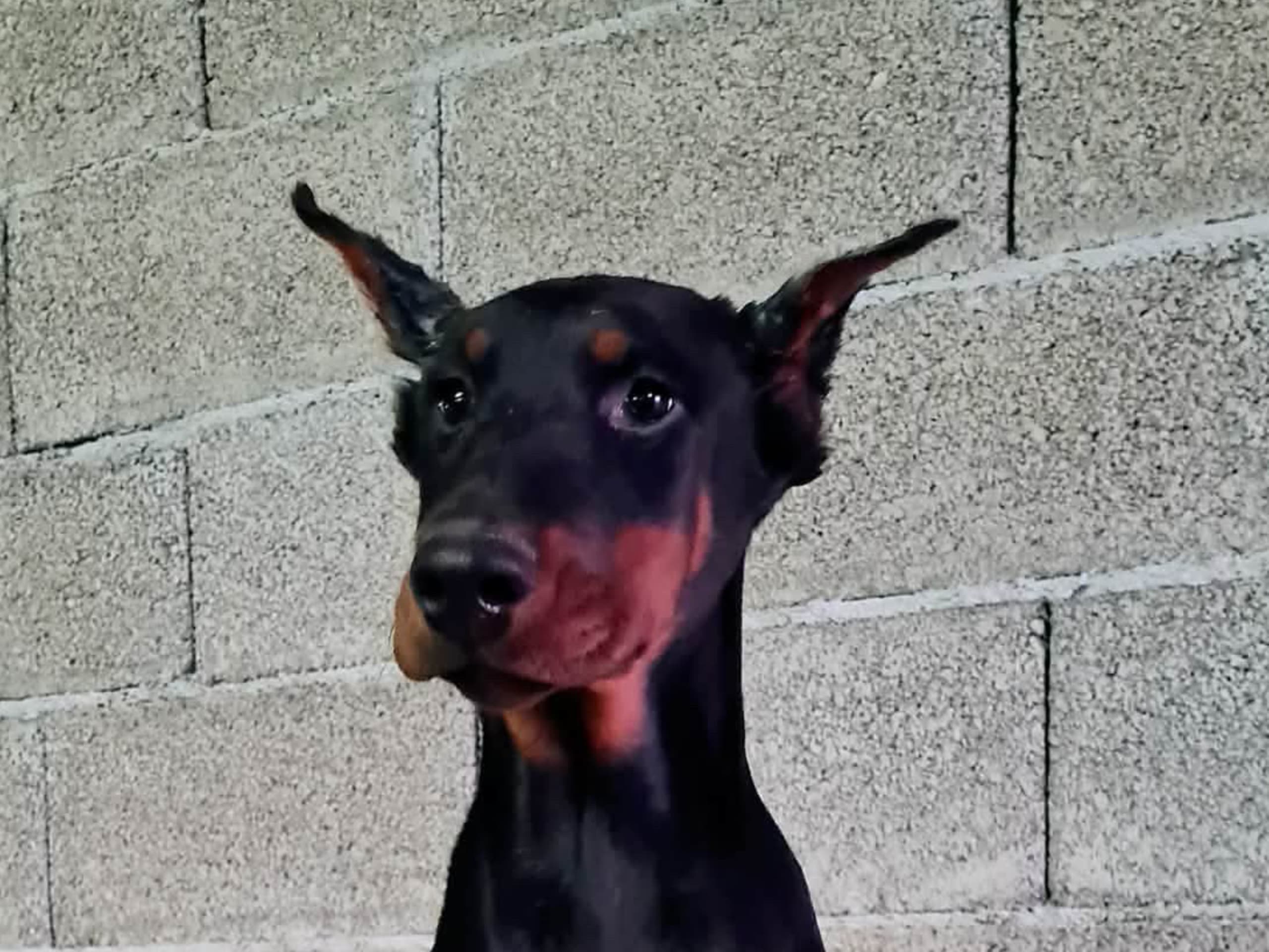 Dobermann