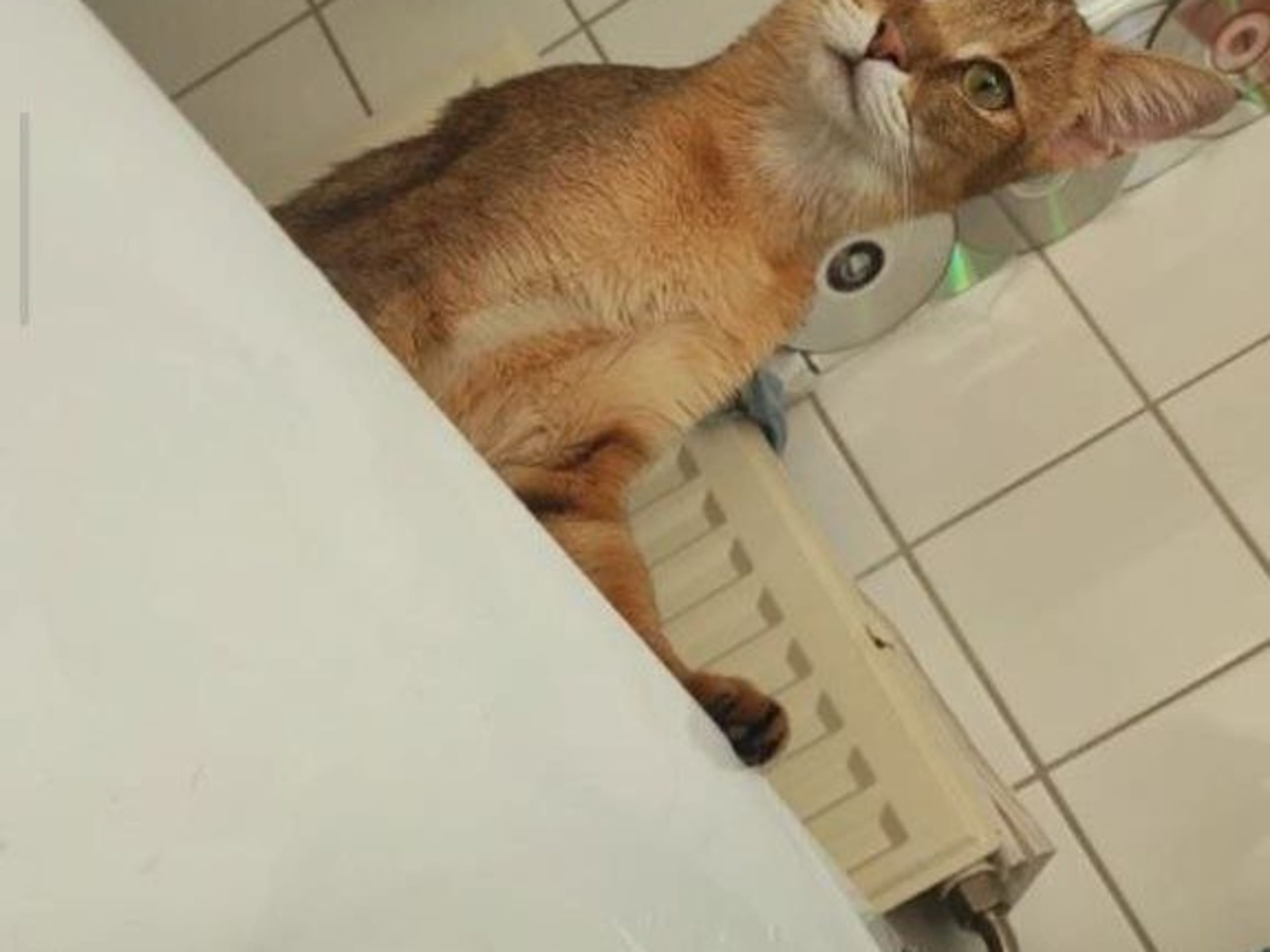 Exotic Shorthair