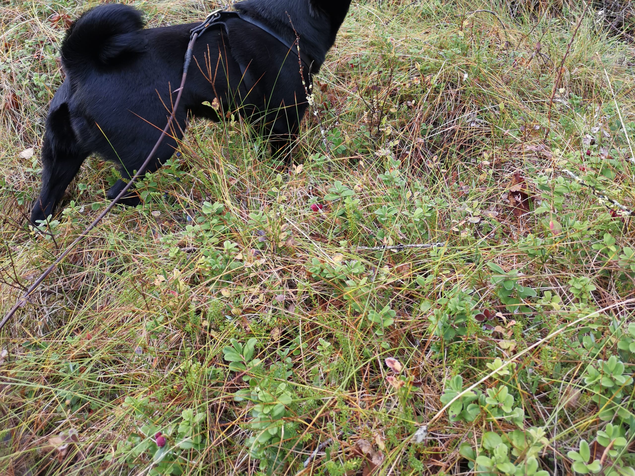 Norsk elghund, sort · Möklinta · Svartspetsen