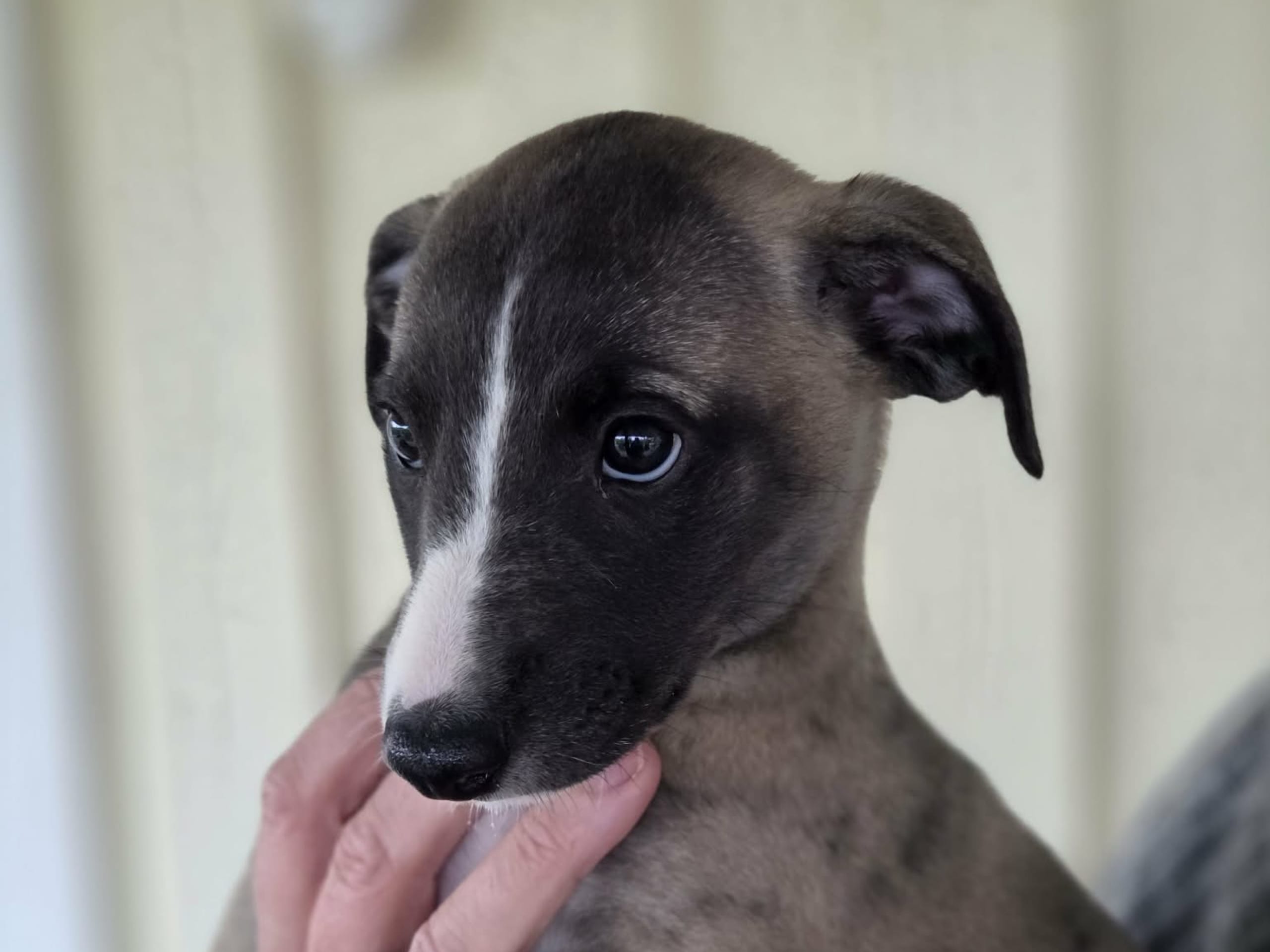 Whippet