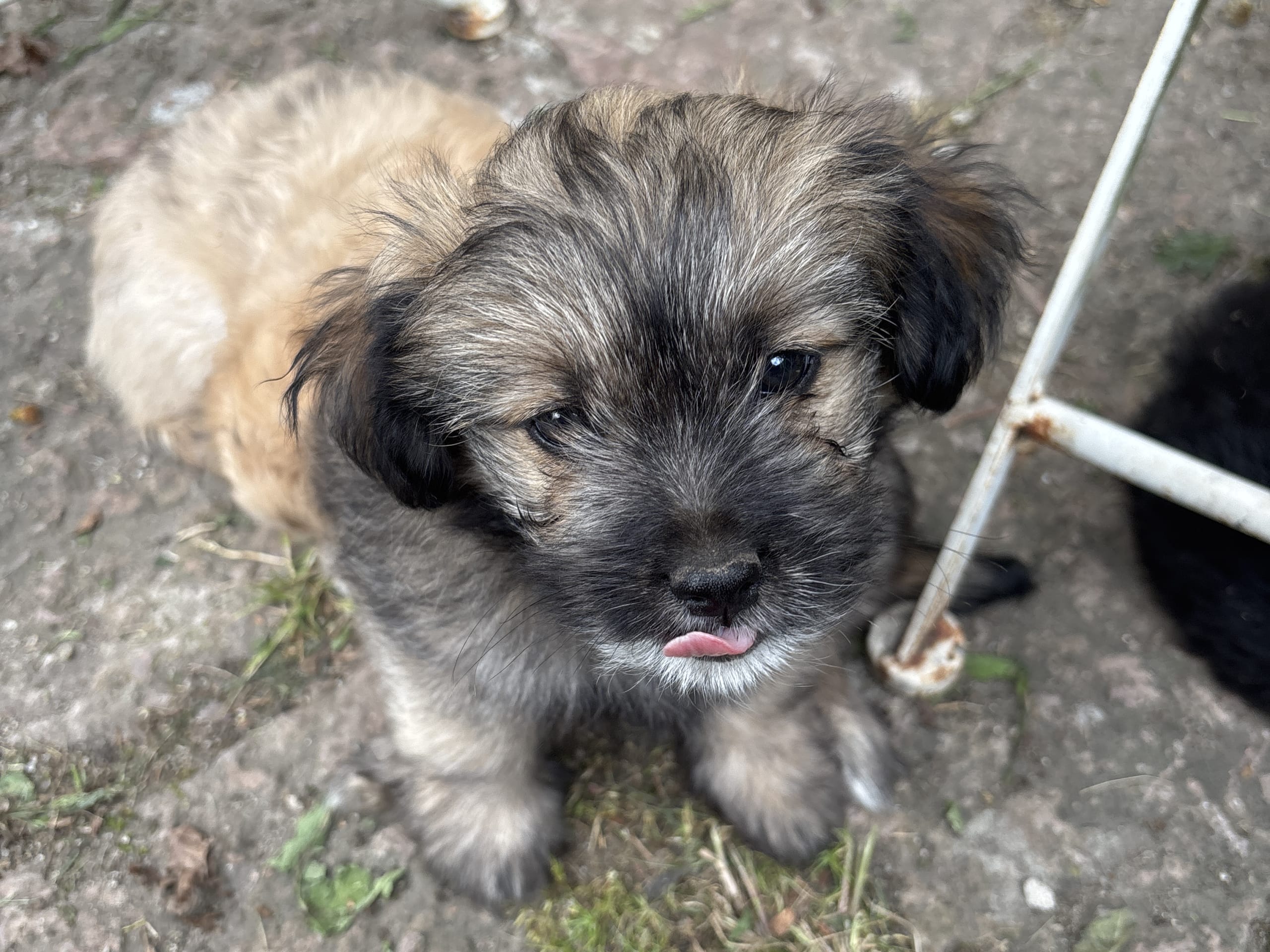 Maltipoo · Sölvesborg · Har inget