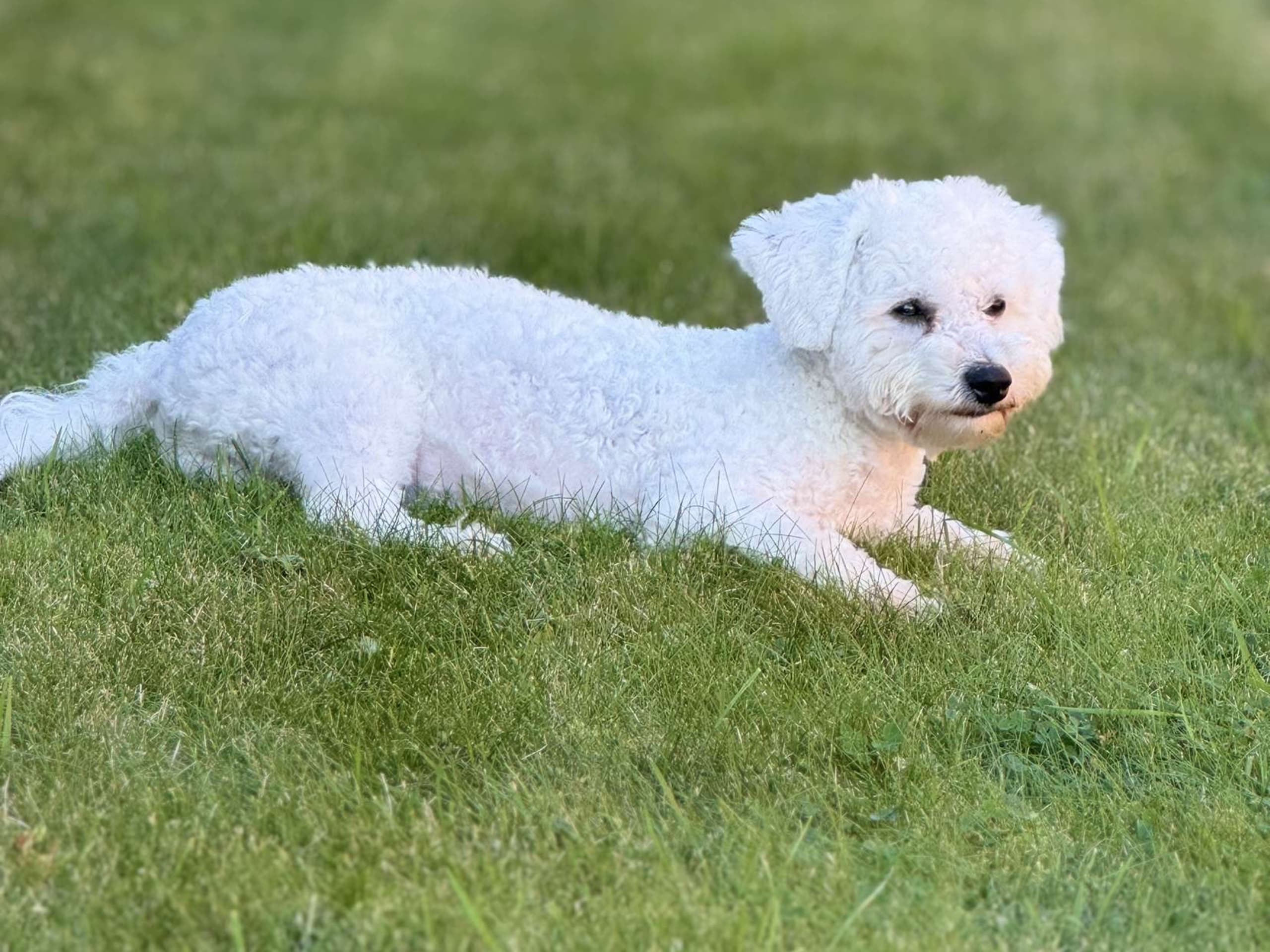 Bichon frisé