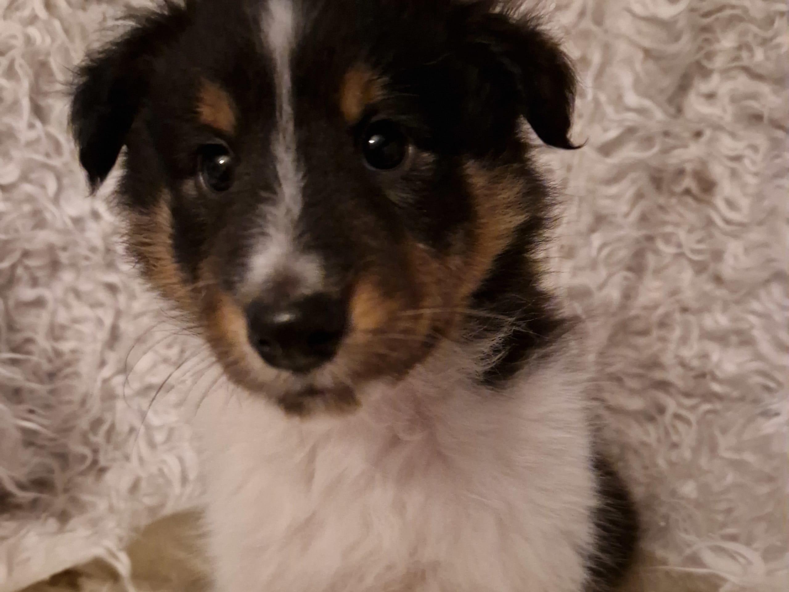 Shetland sheepdog