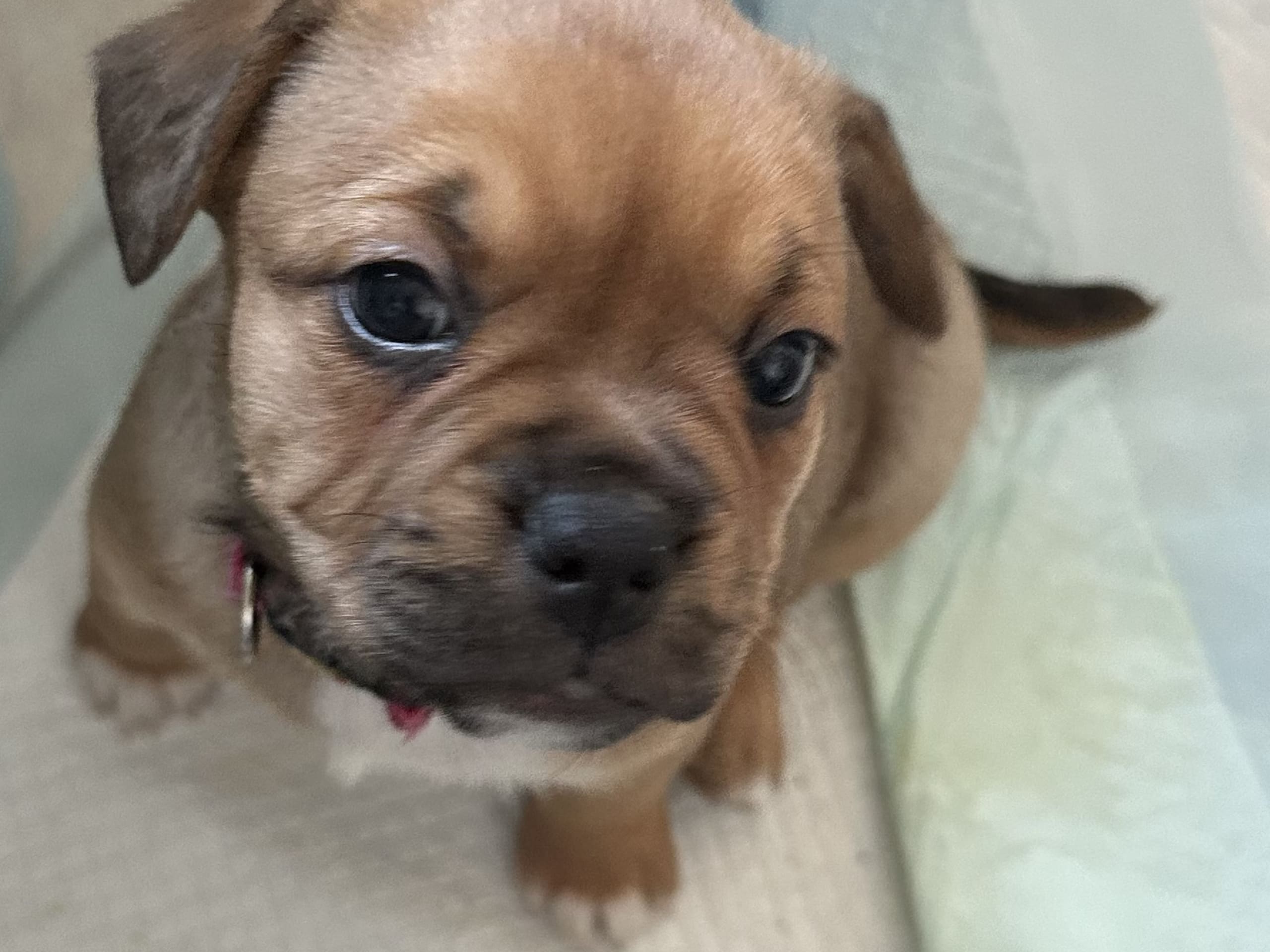 Fransk bulldog och Australiensisk Sheperd · Karlstad · Mia A.