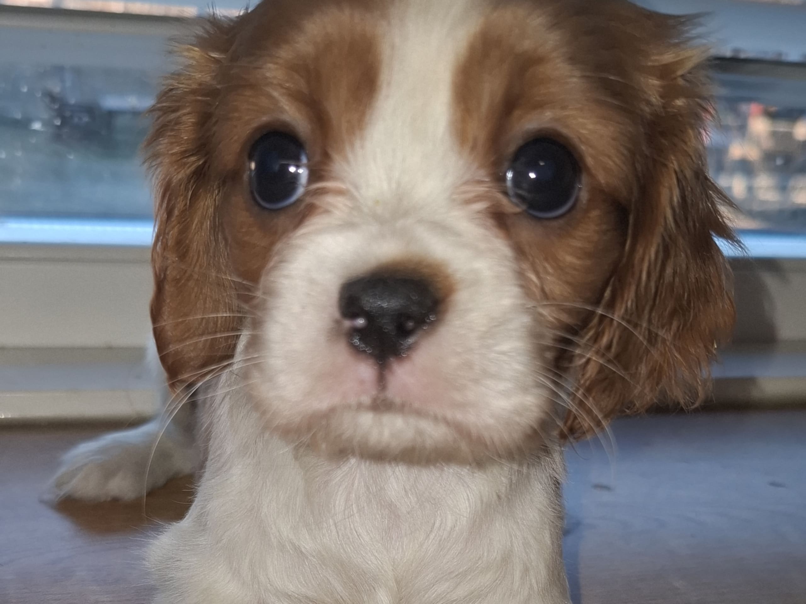 Cavalier king charles spaniel