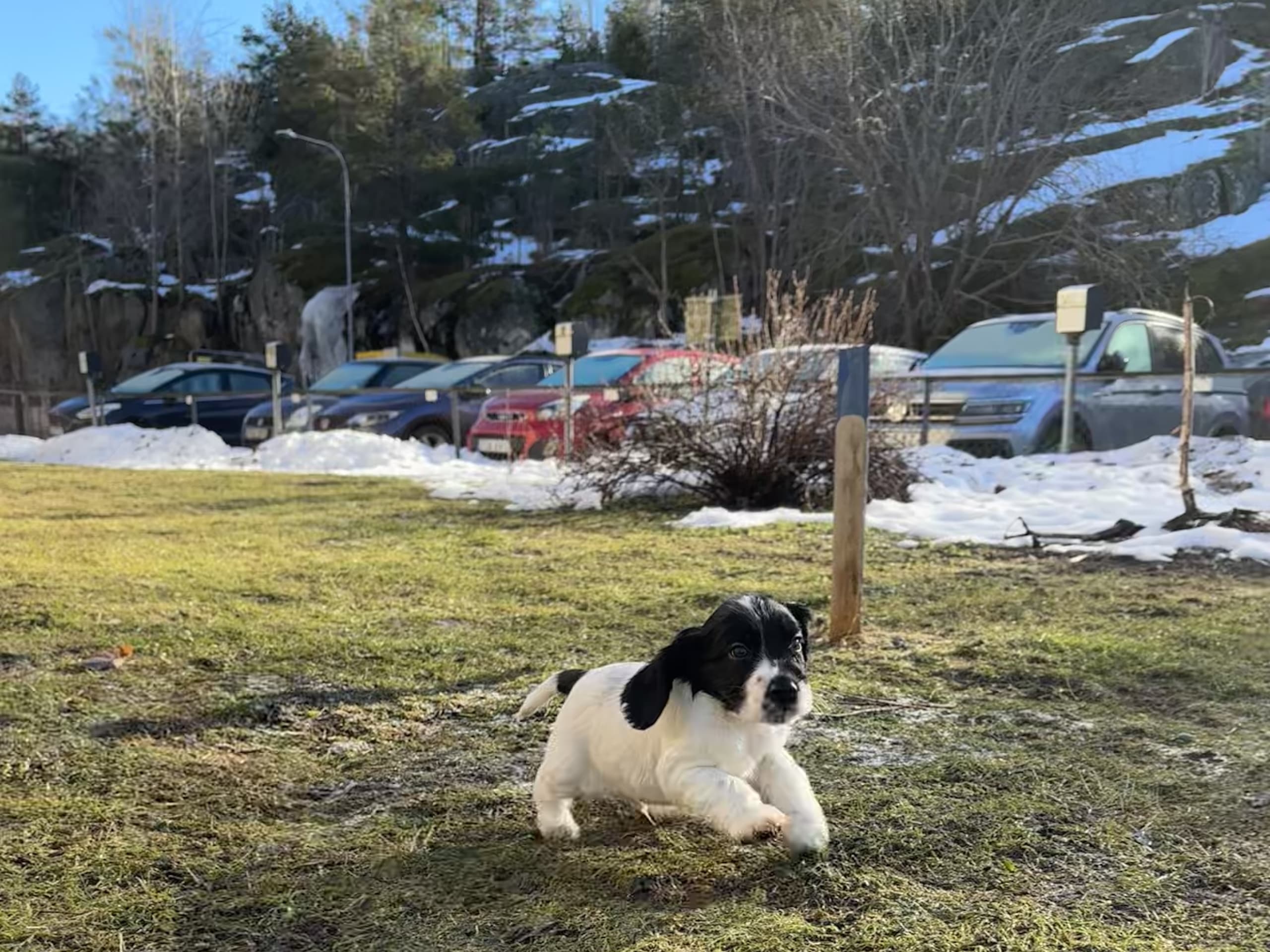 Cocker spaniel