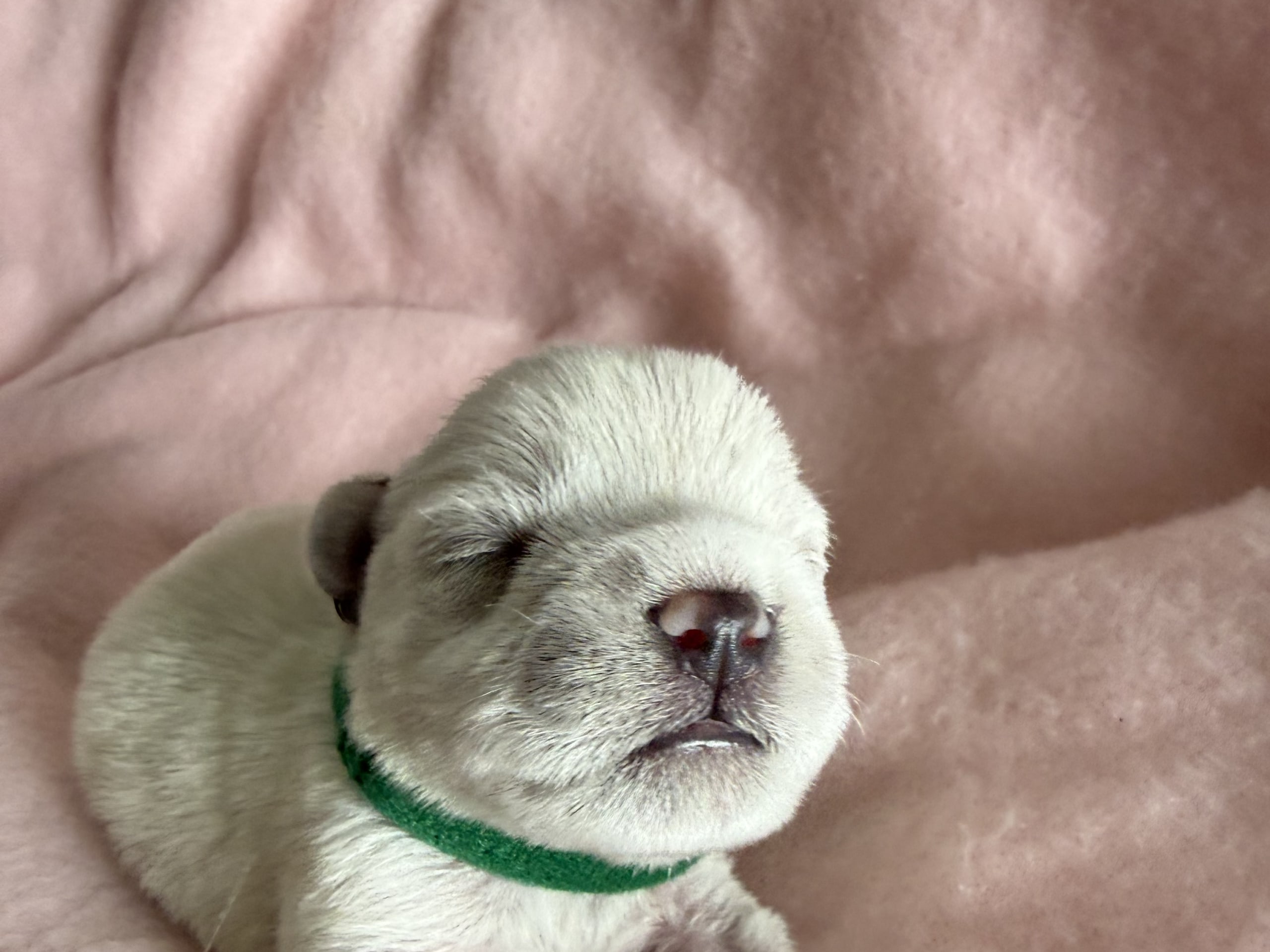 Dvärgschnauzer · Vara · Snowie Shine’s Kennel