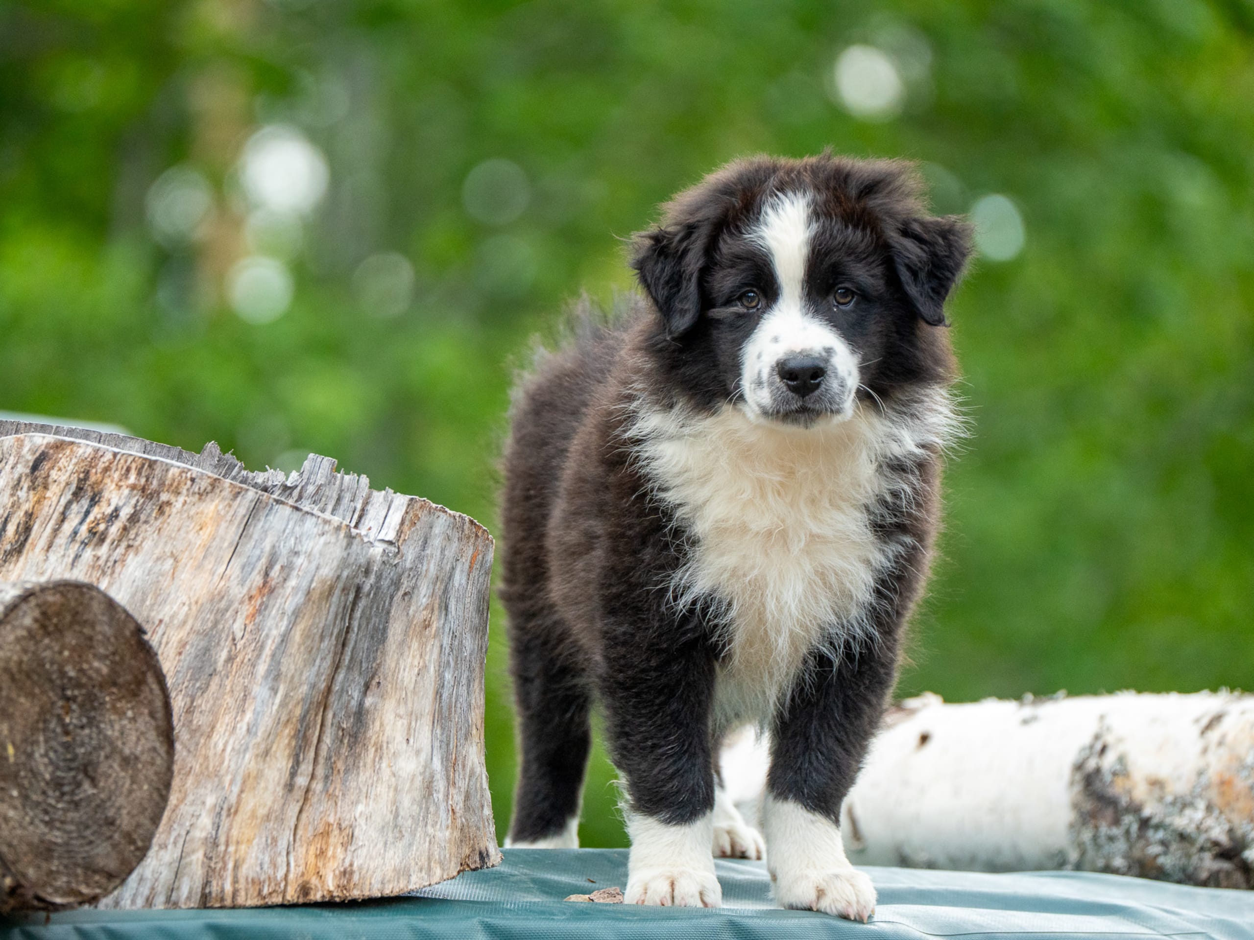 Australian Shepherd · Lesjöfors · Maple Force Aussies