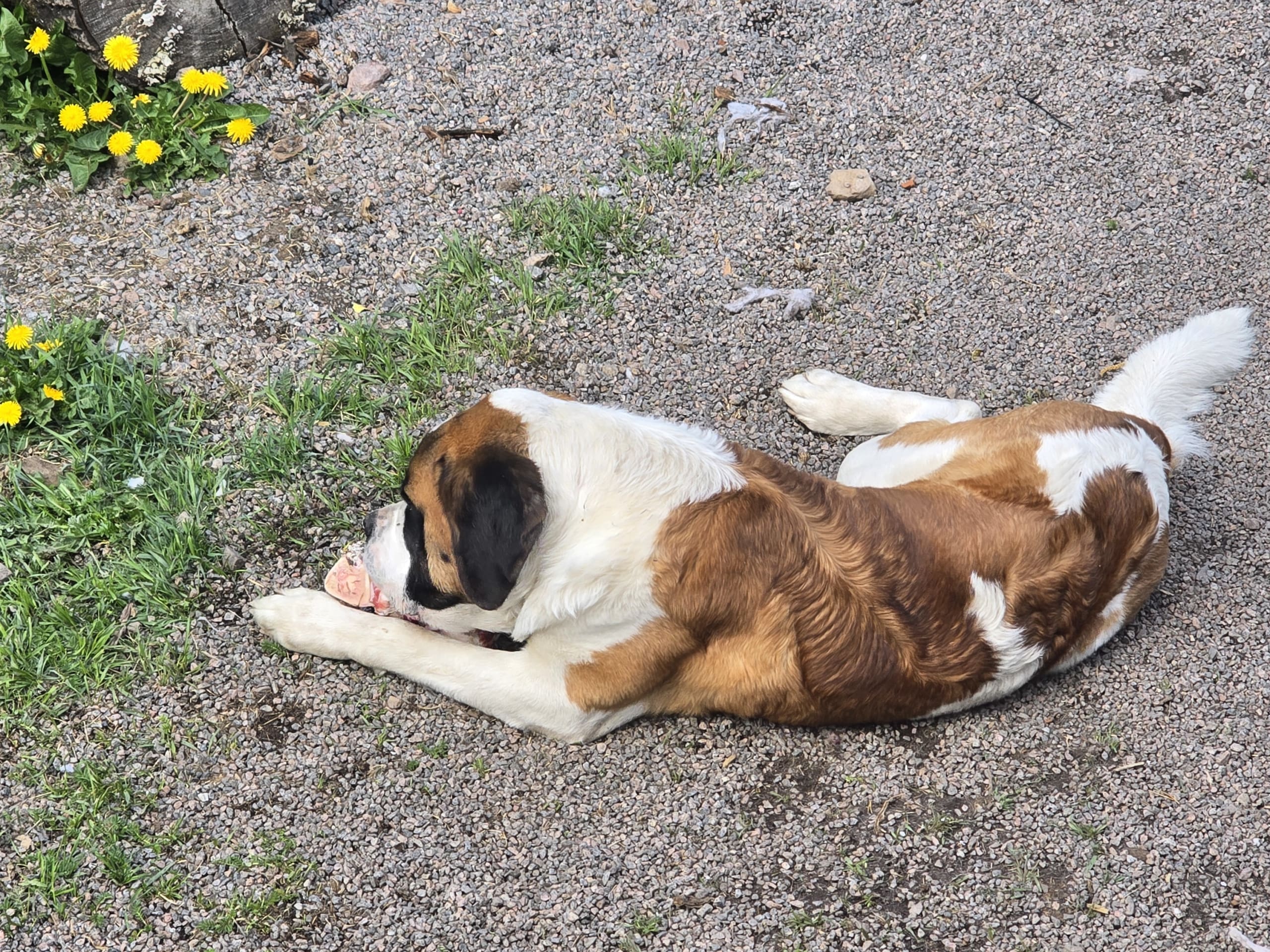 Sankt bernhardshund
