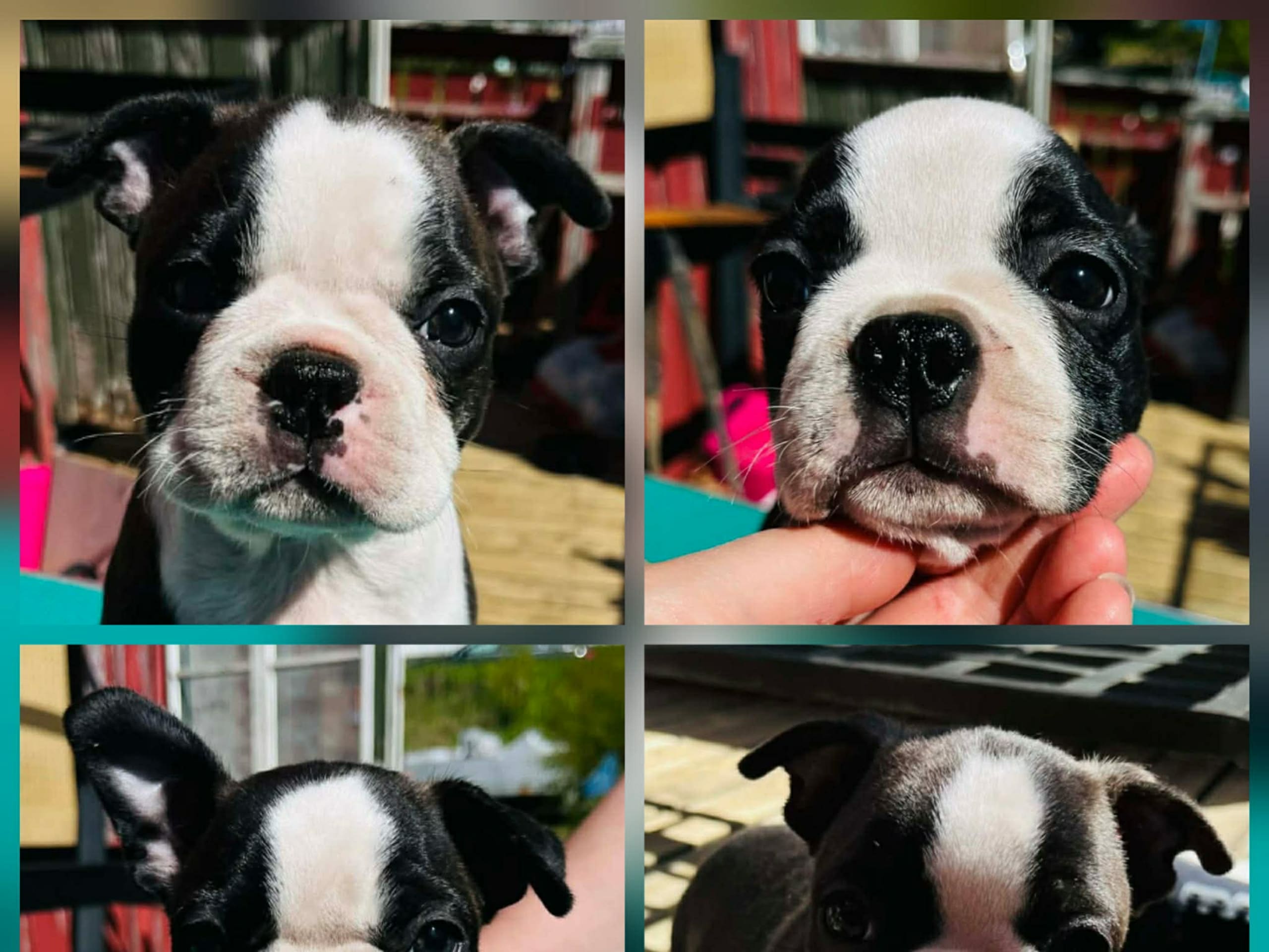 Bostonterrier