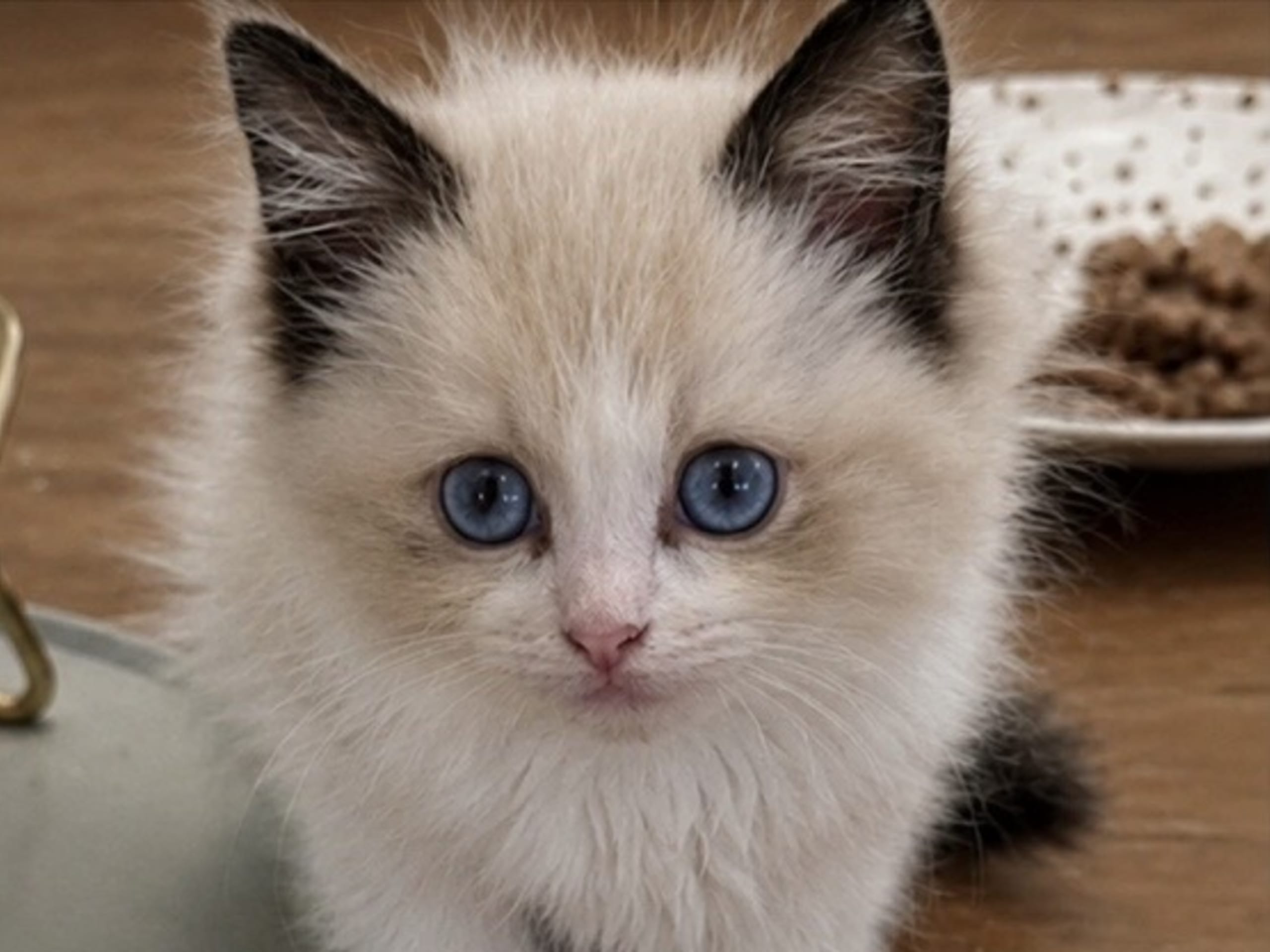 Ragdoll · Sollentuna · Zahra