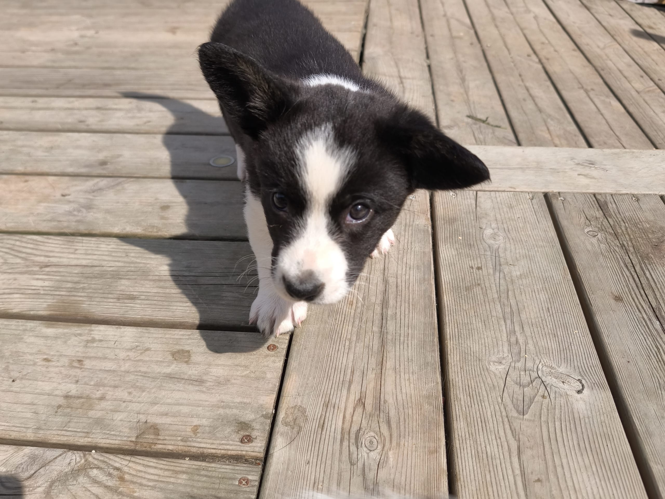 Welsh corgi cardigan