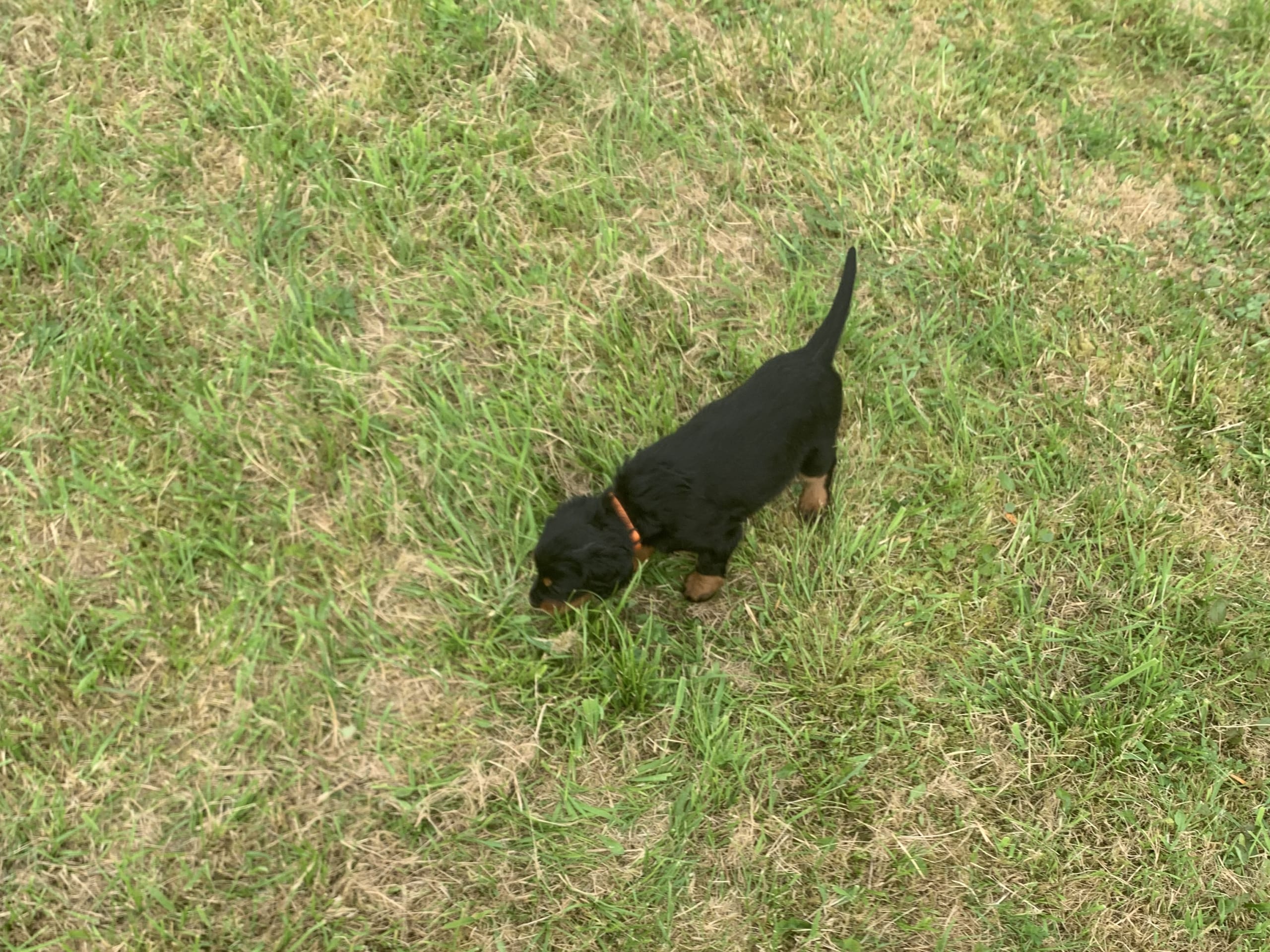 Gordon Setter · Bjoa · Storenutens