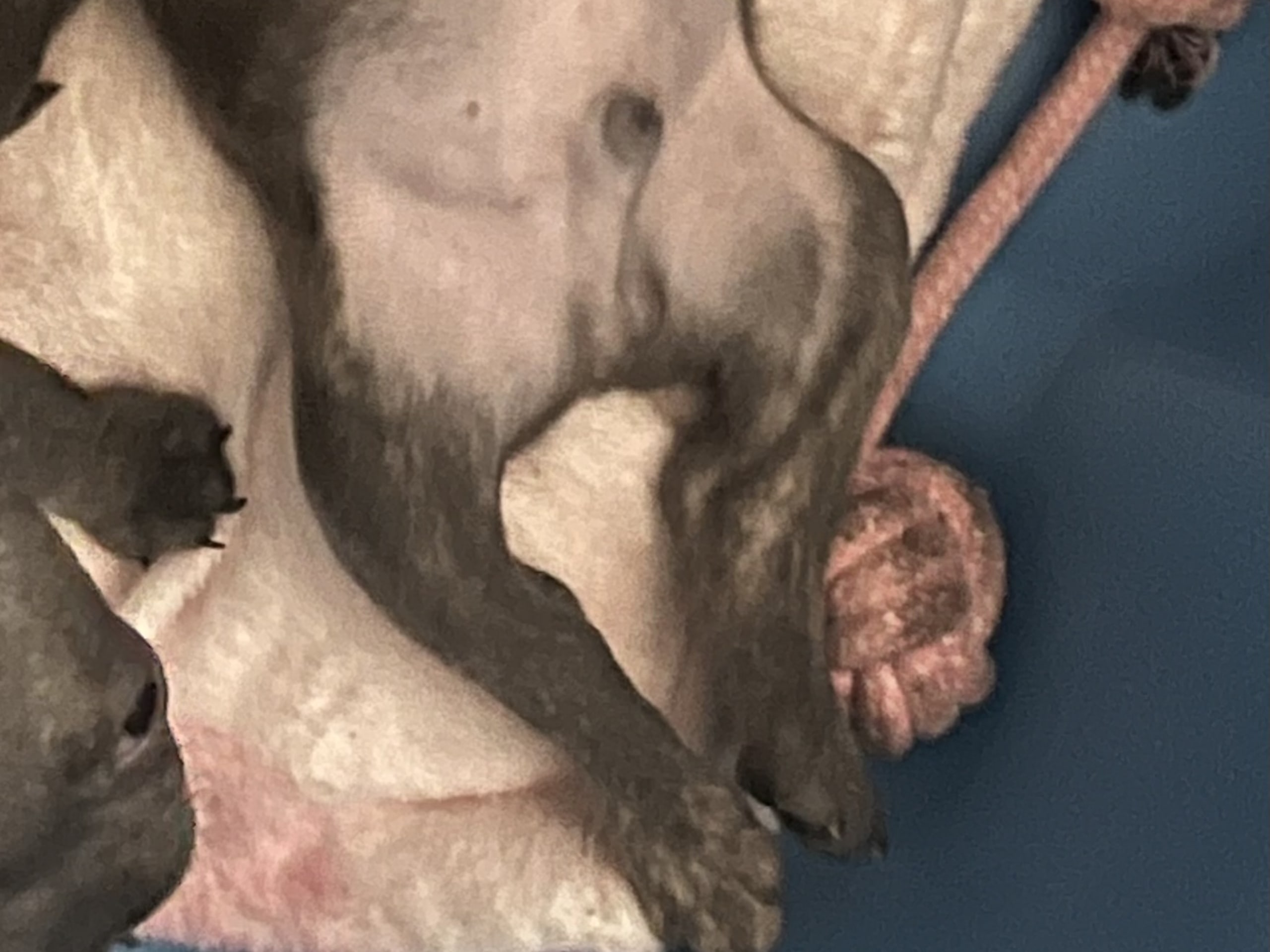 French Bulldog · Norrköping · Emiras frallor