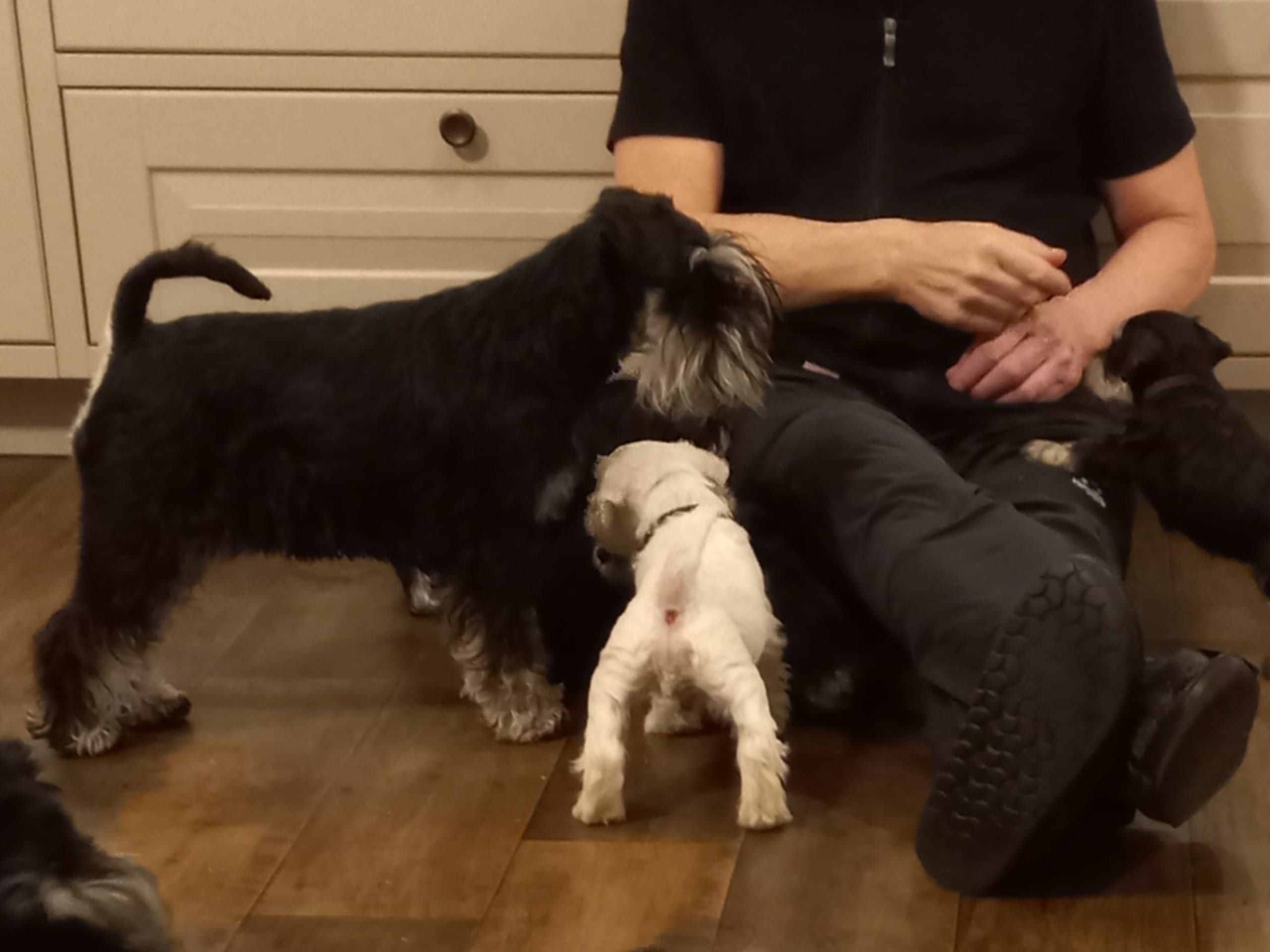 Dvärgschnauzer