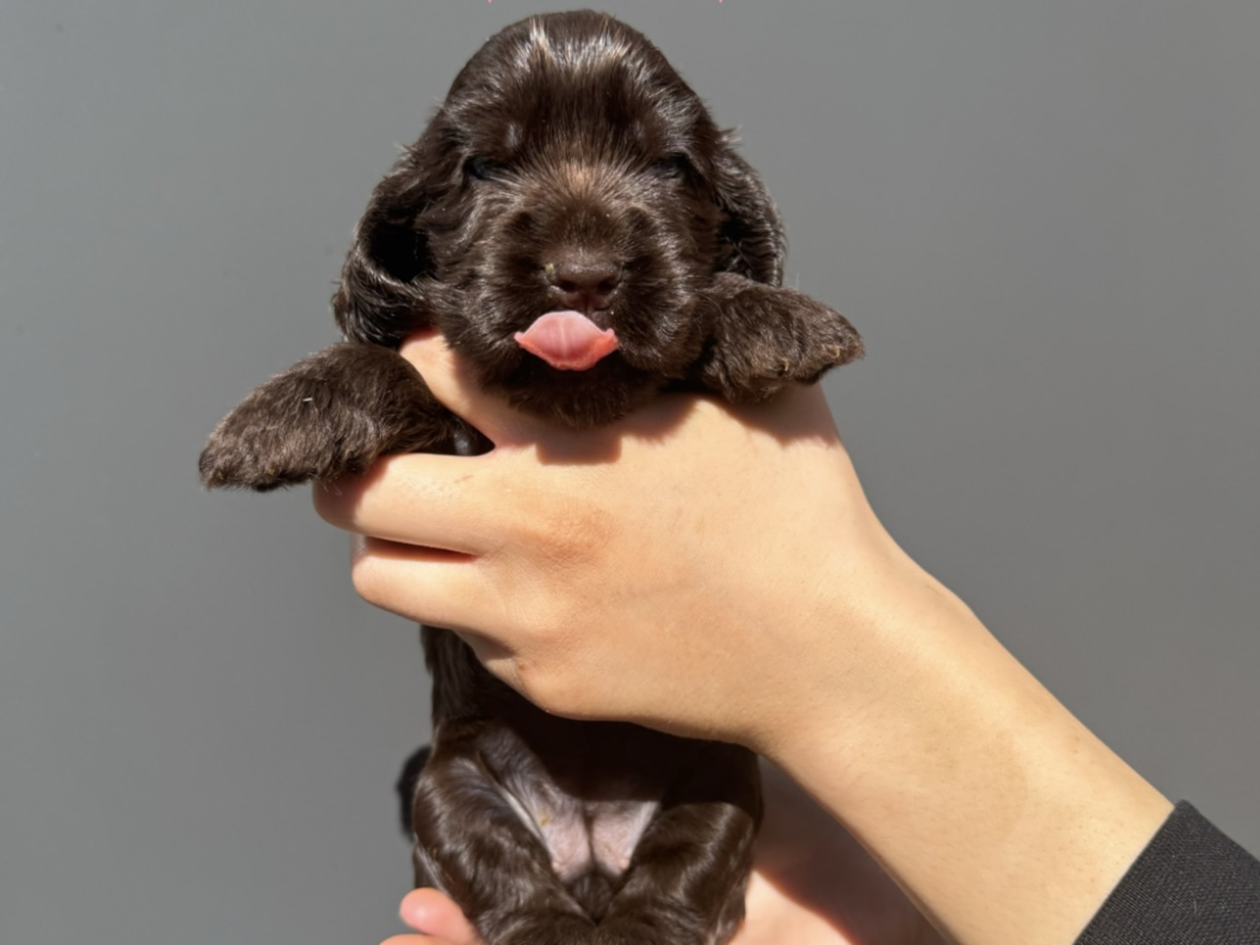 Cocker spaniel · Helsingborg · Sofie F.