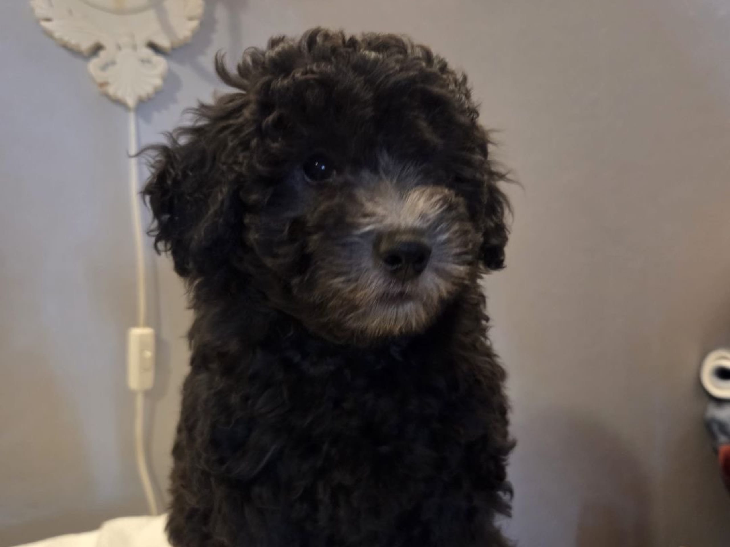 Shihpoo