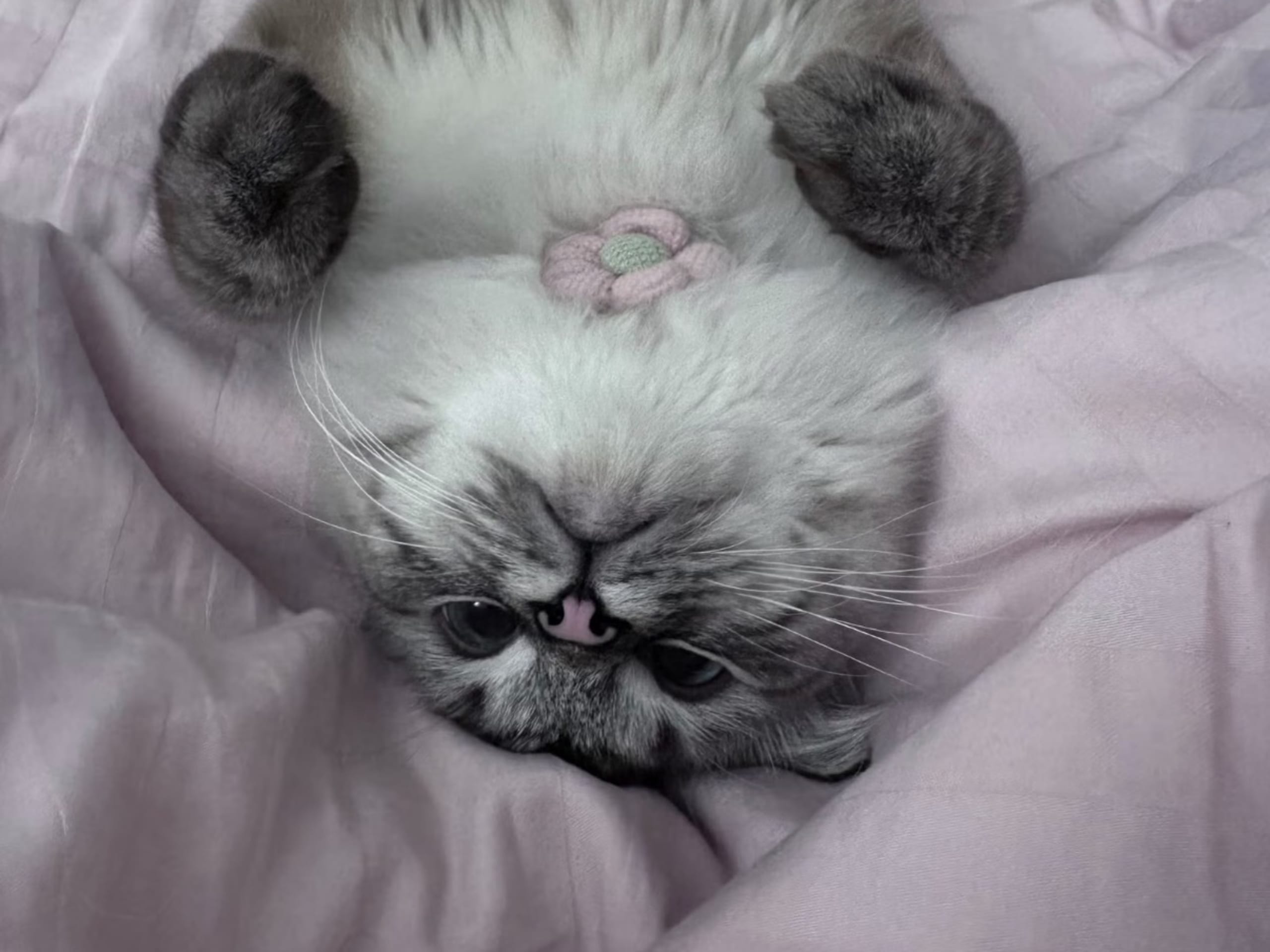 Ragdoll · Gävle · Linn T.