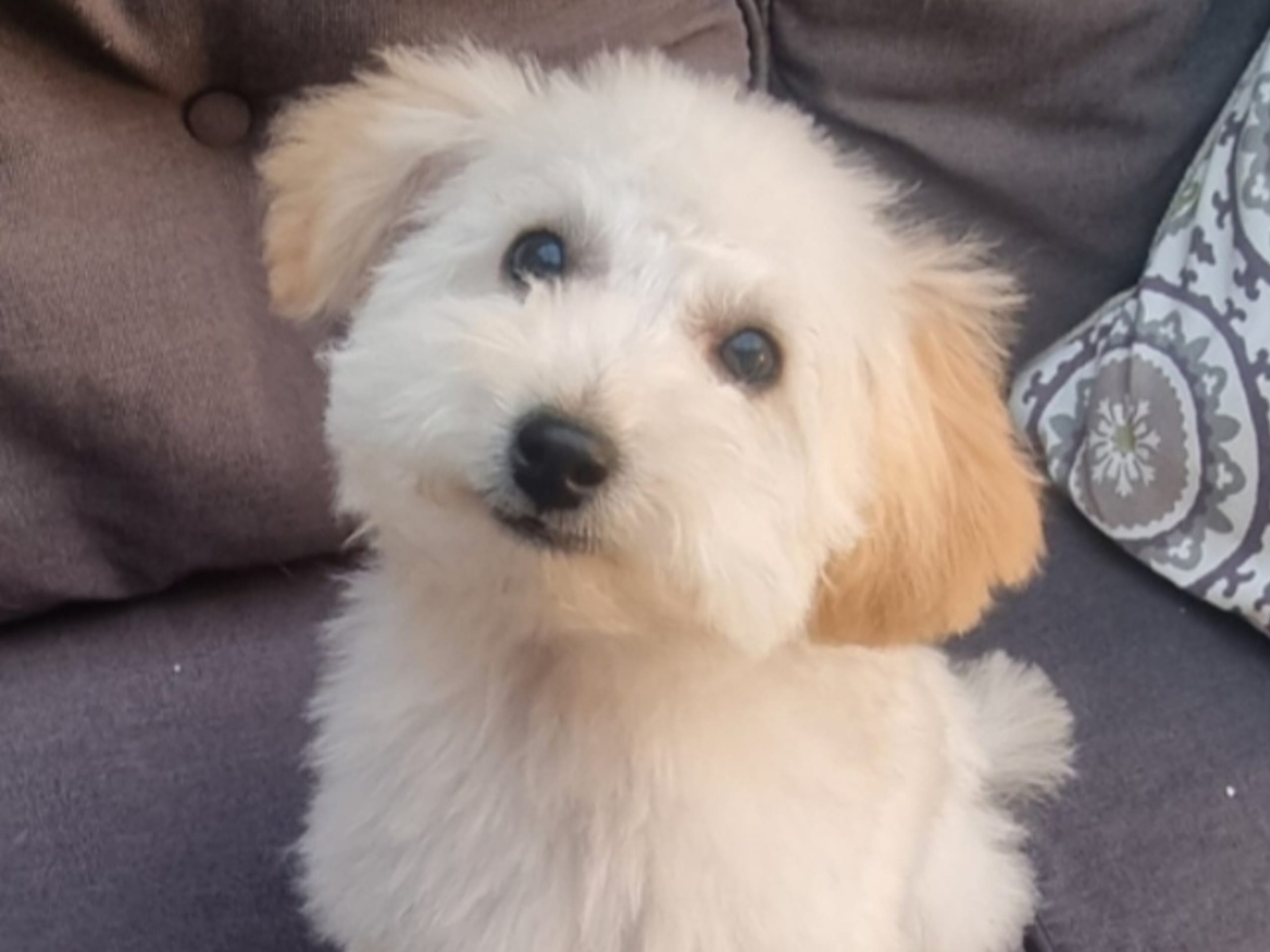 Maltipoo