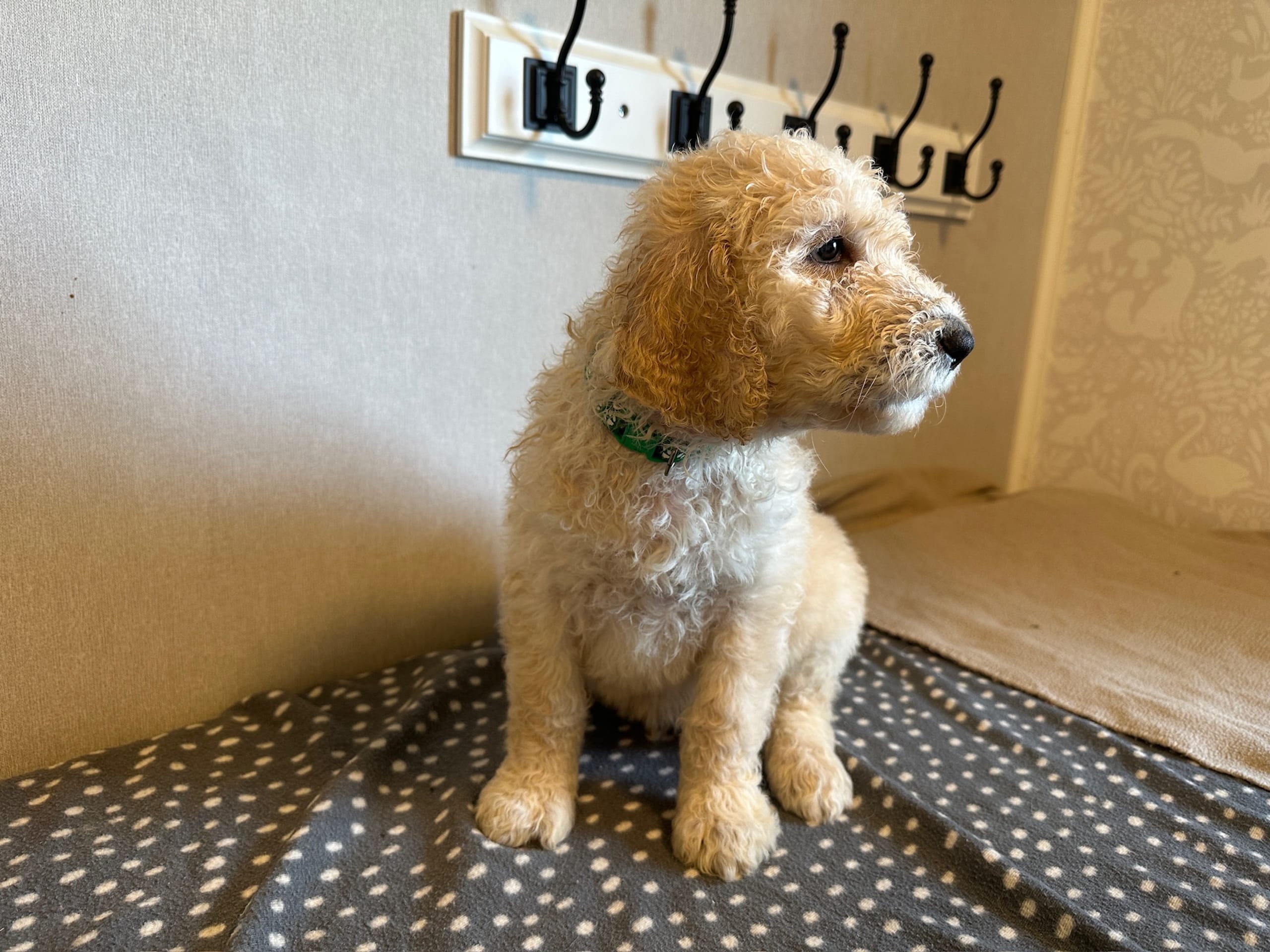 Goldendoodle
