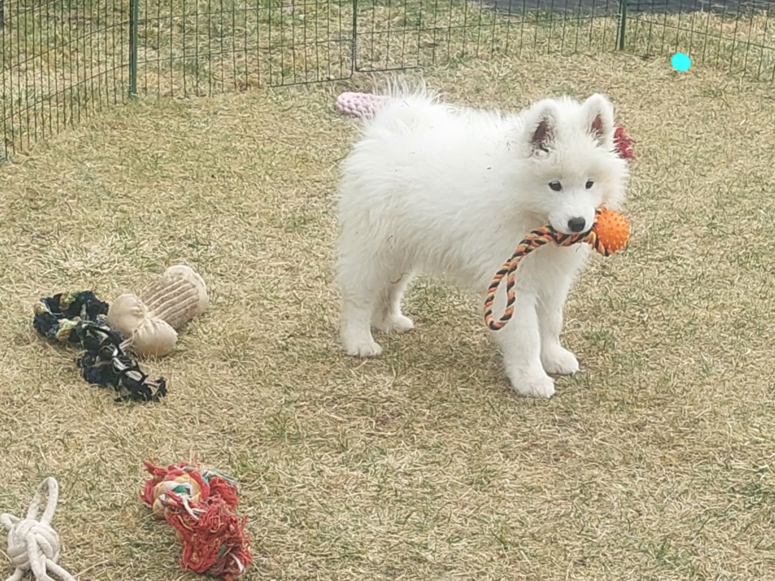 Samojedhund