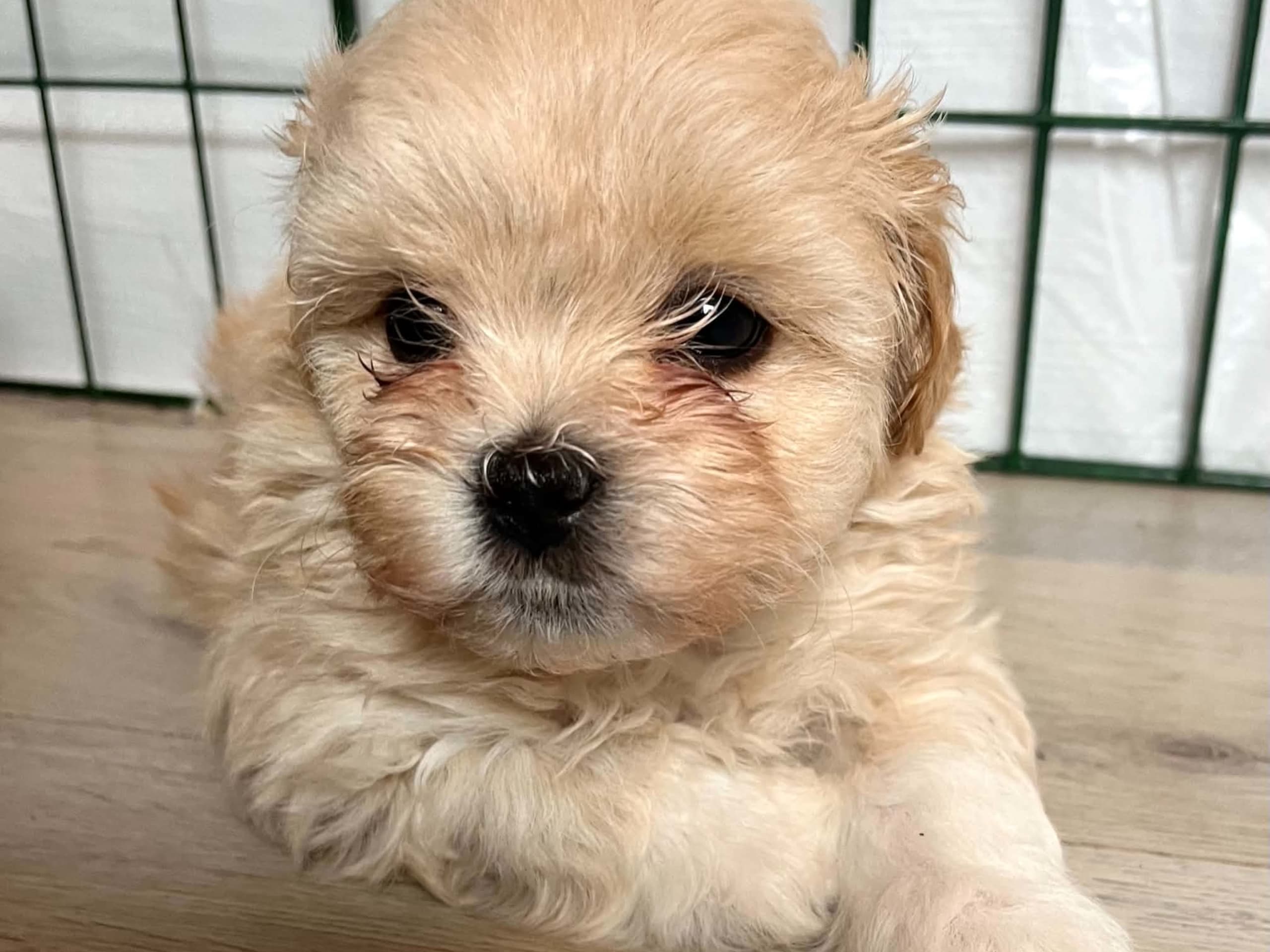 Shihpoo · Sköldinge · Shihpoo