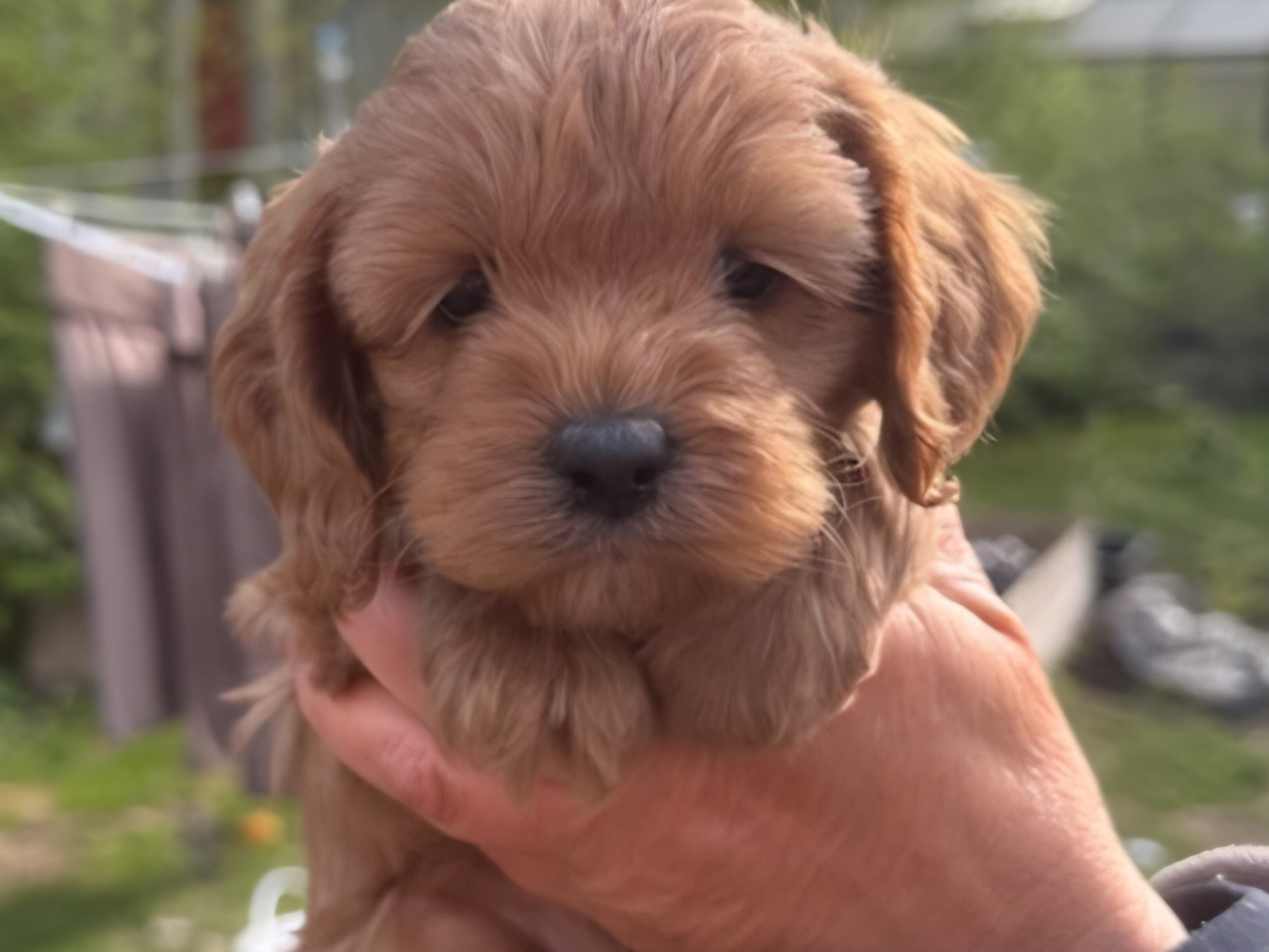 Cockerpoo