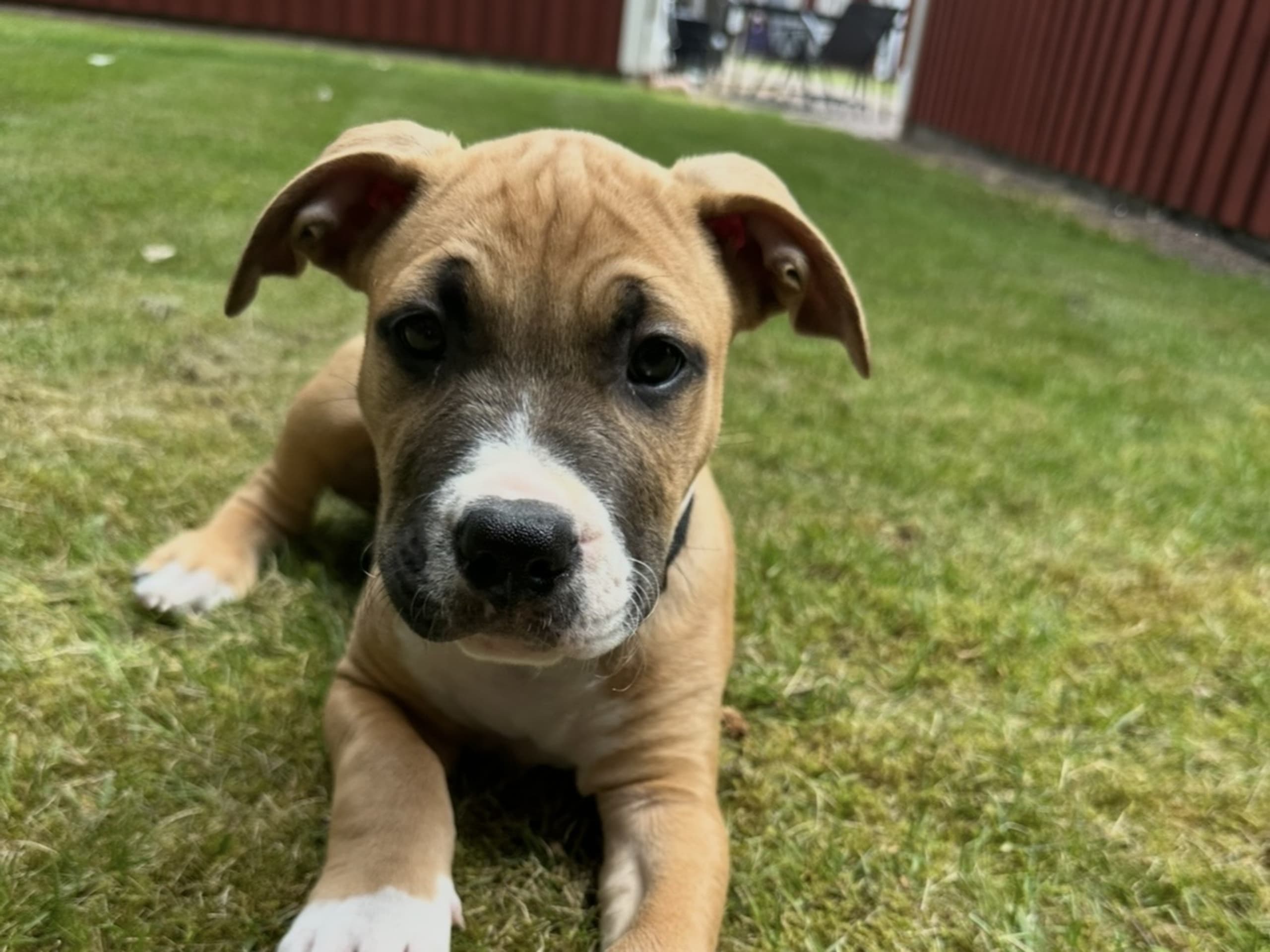 American Bully · Växjö · Nova P.