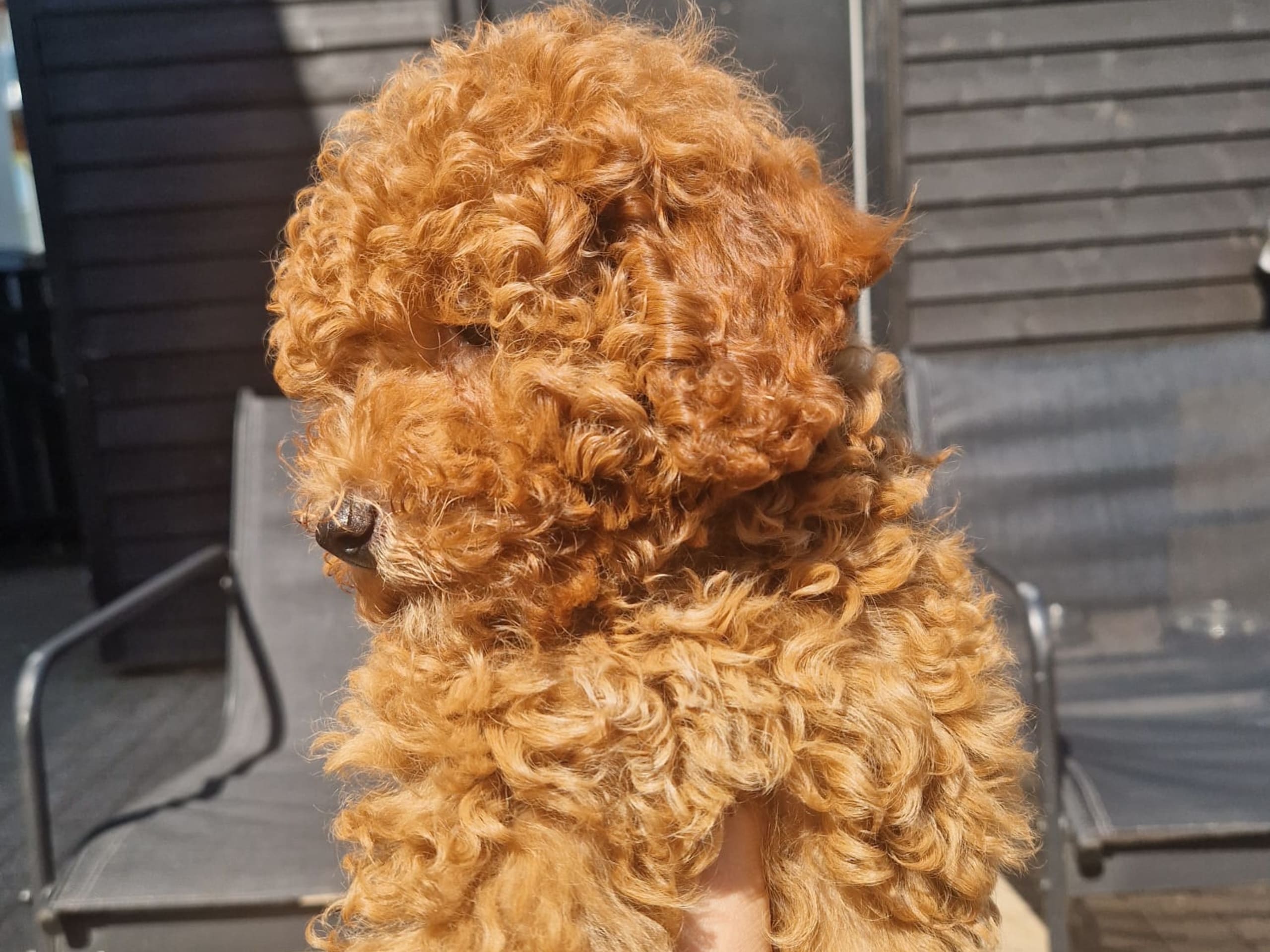Toy Poodle