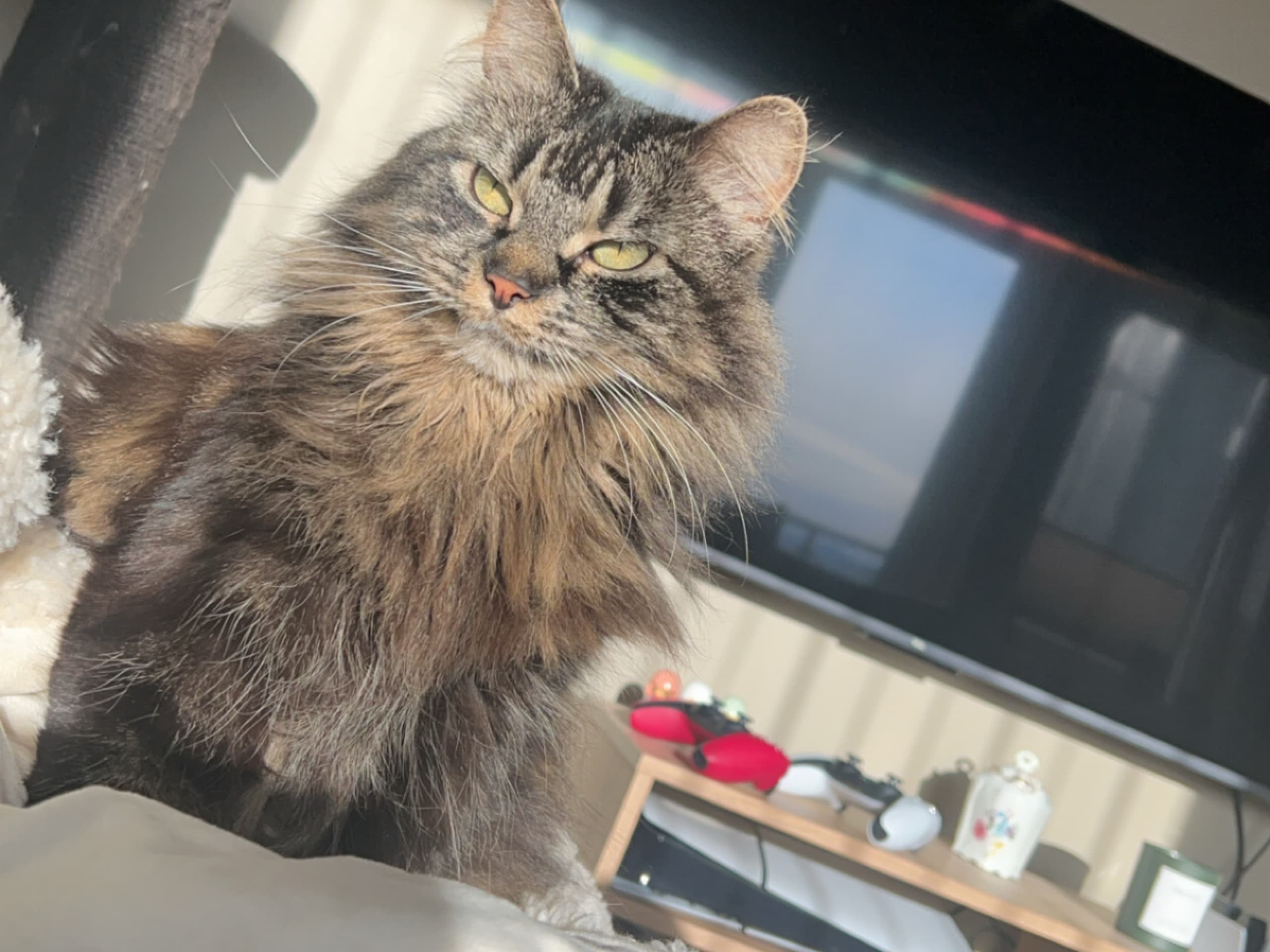 Norsk skogkatt