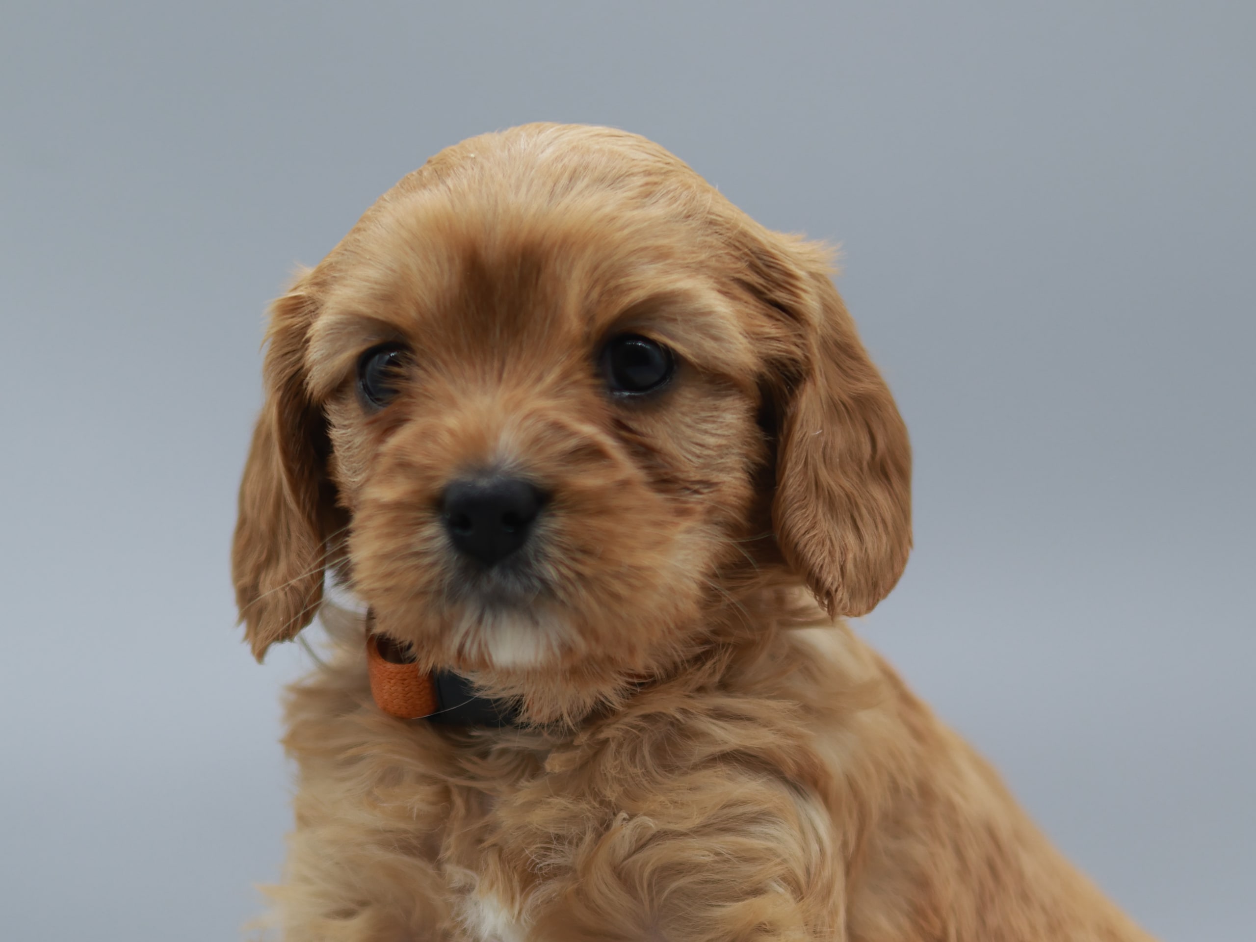 Cavapoo