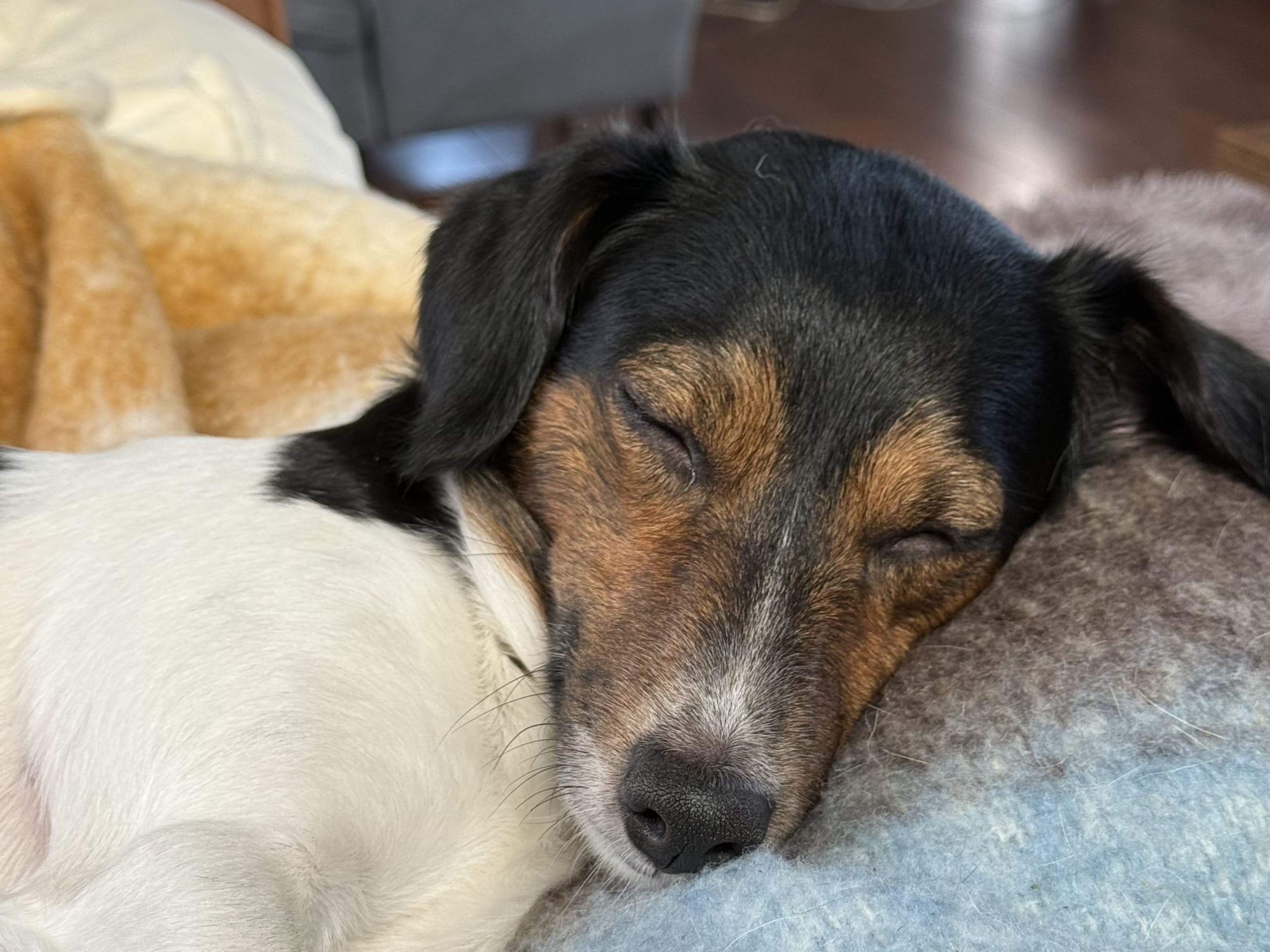 Jack Russell Terrier